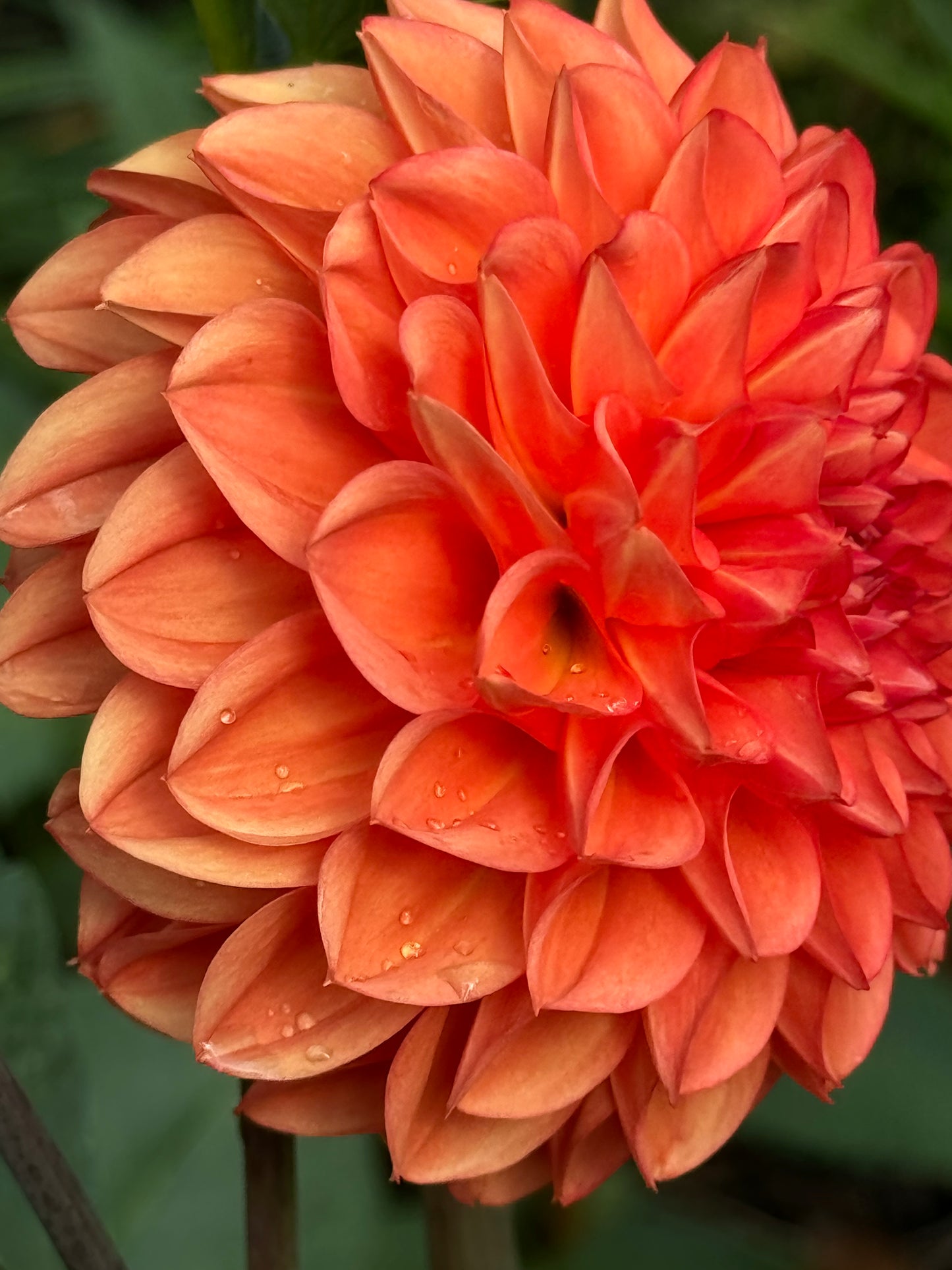 Prince of Orange Dahlia