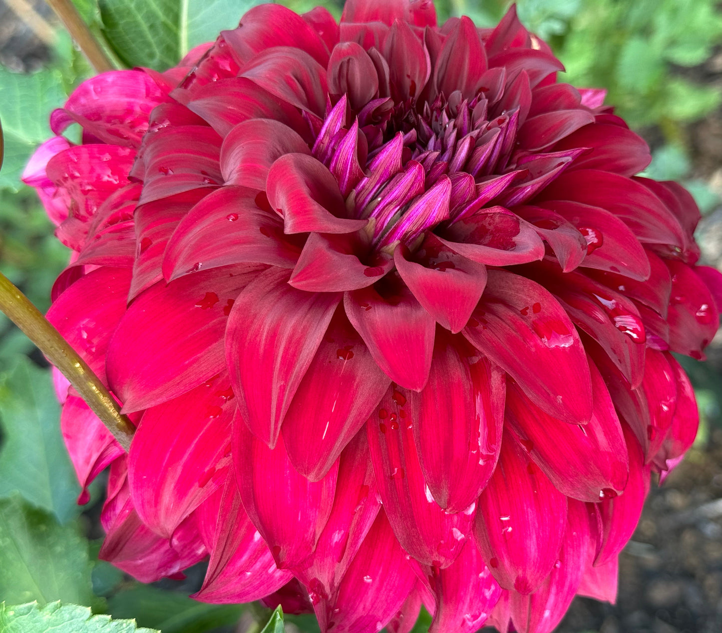 John Meggos Dahlia