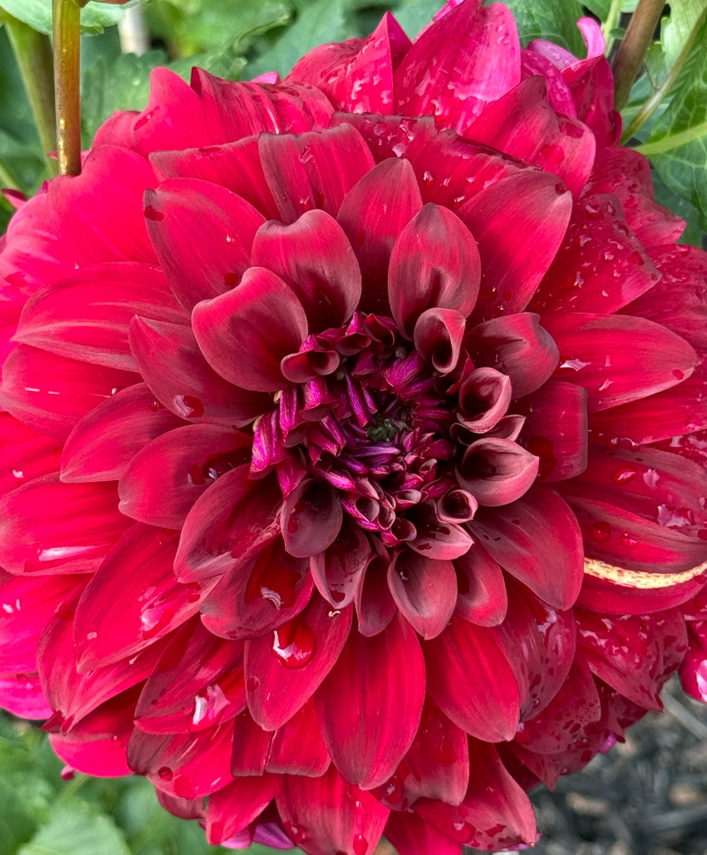 John Meggos Dahlia