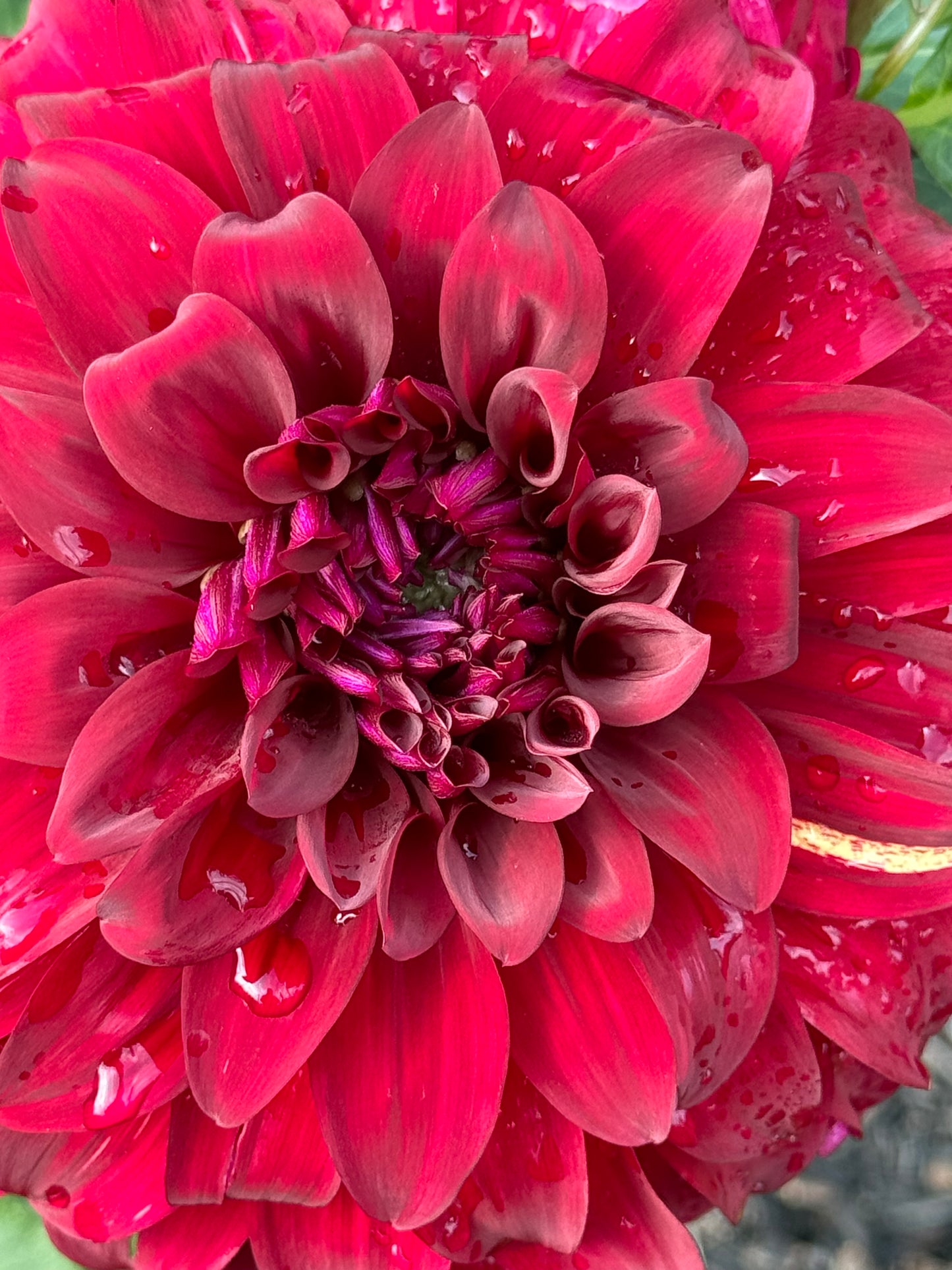 John Meggos Dahlia