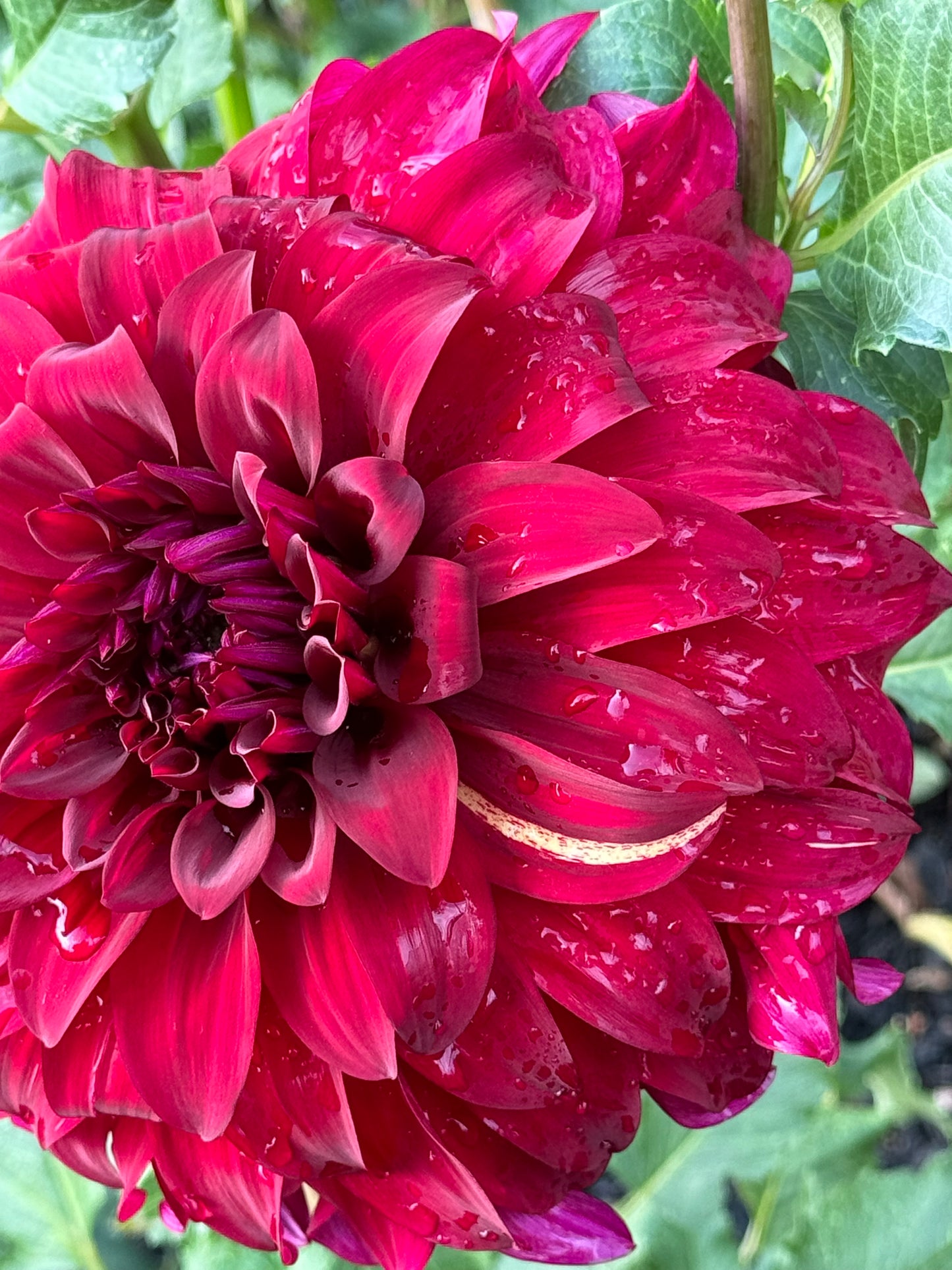 John Meggos Dahlia