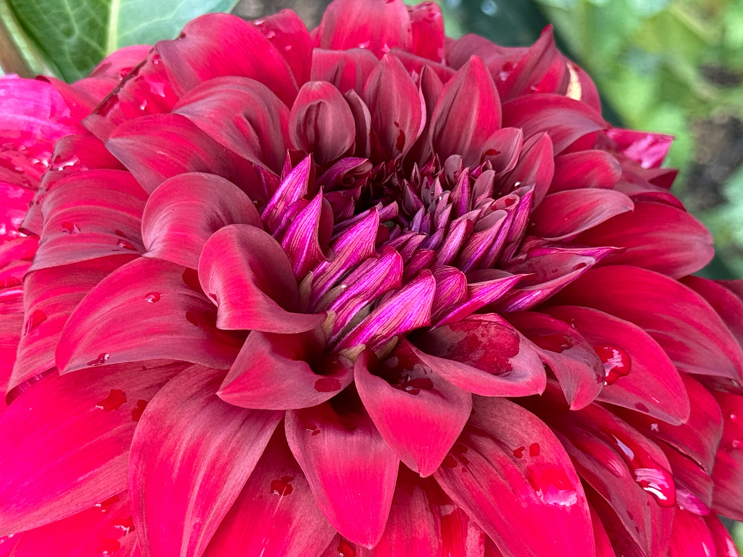 John Meggos Dahlia