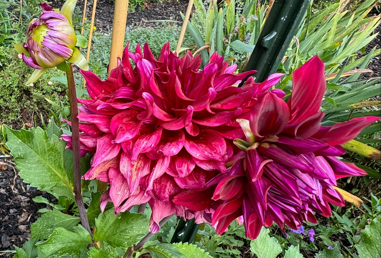 Zorro Dahlia