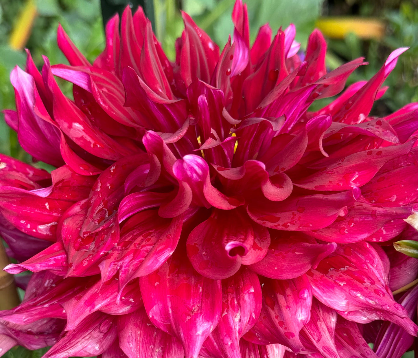 Zorro Dahlia