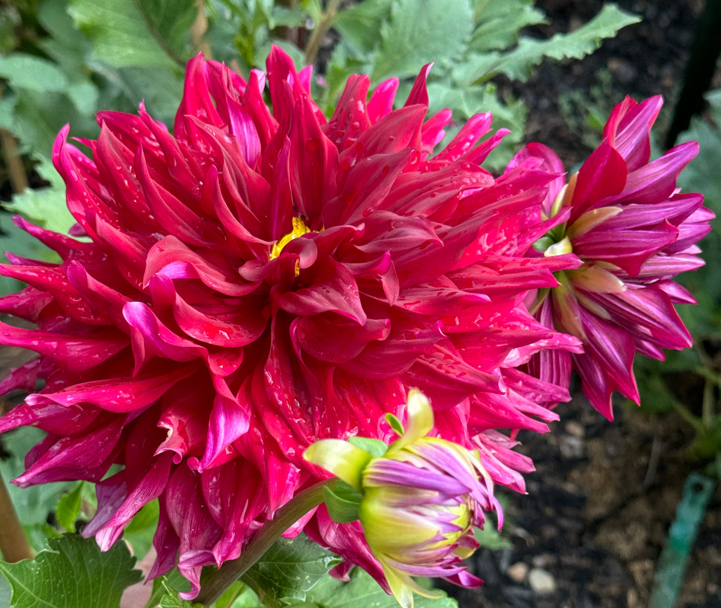 Zorro Dahlia