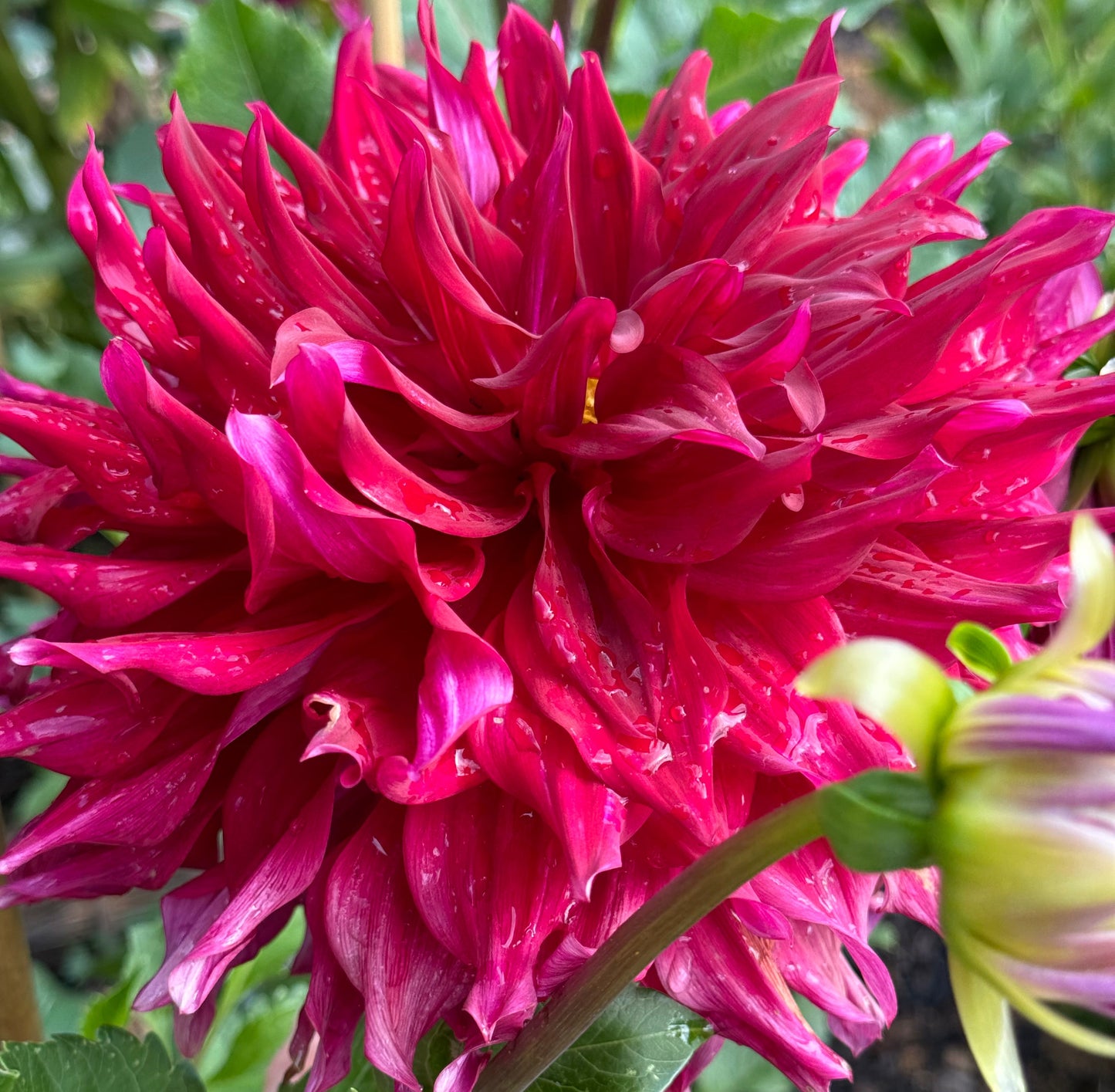 Zorro Dahlia