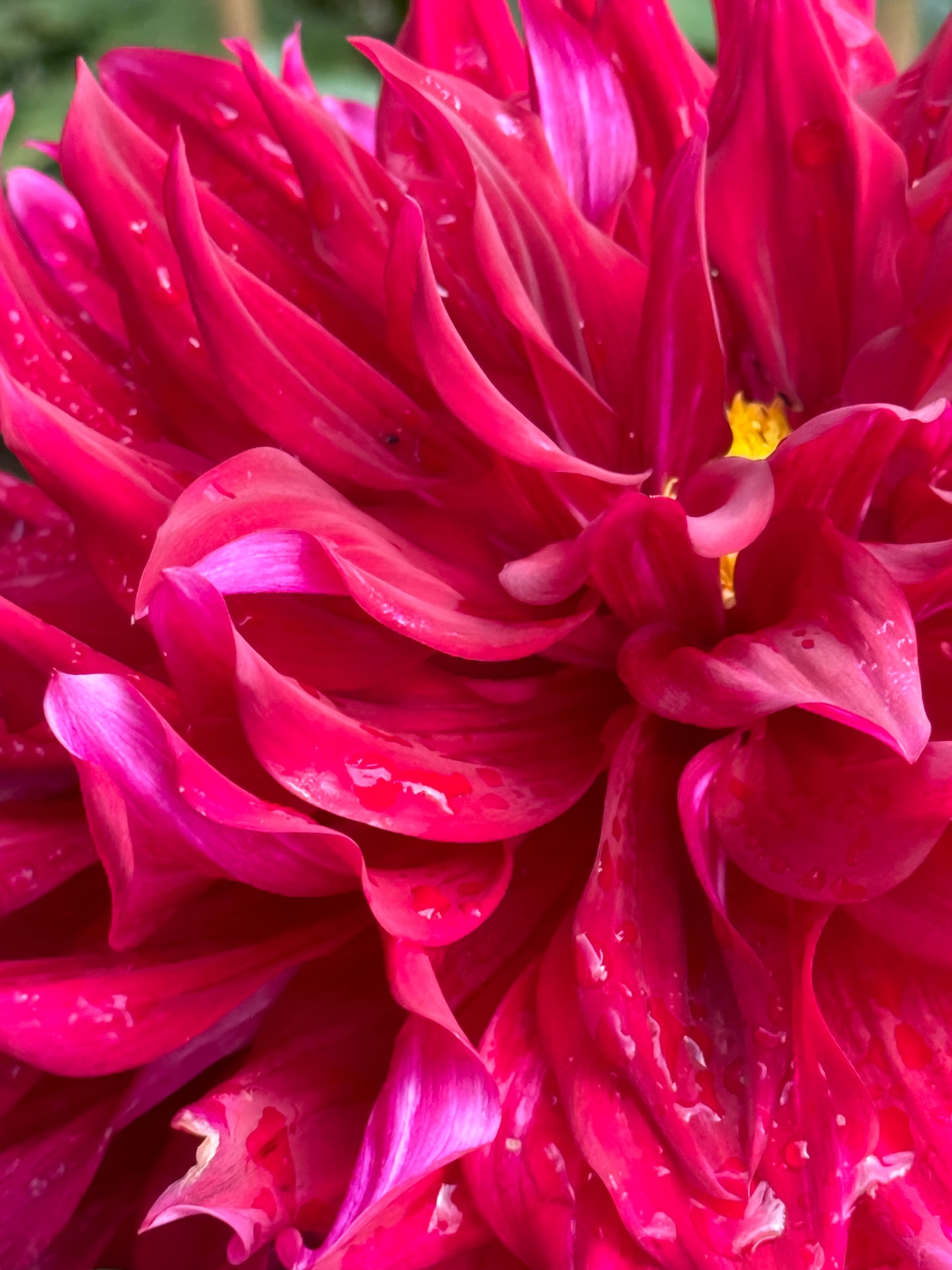 Zorro Dahlia