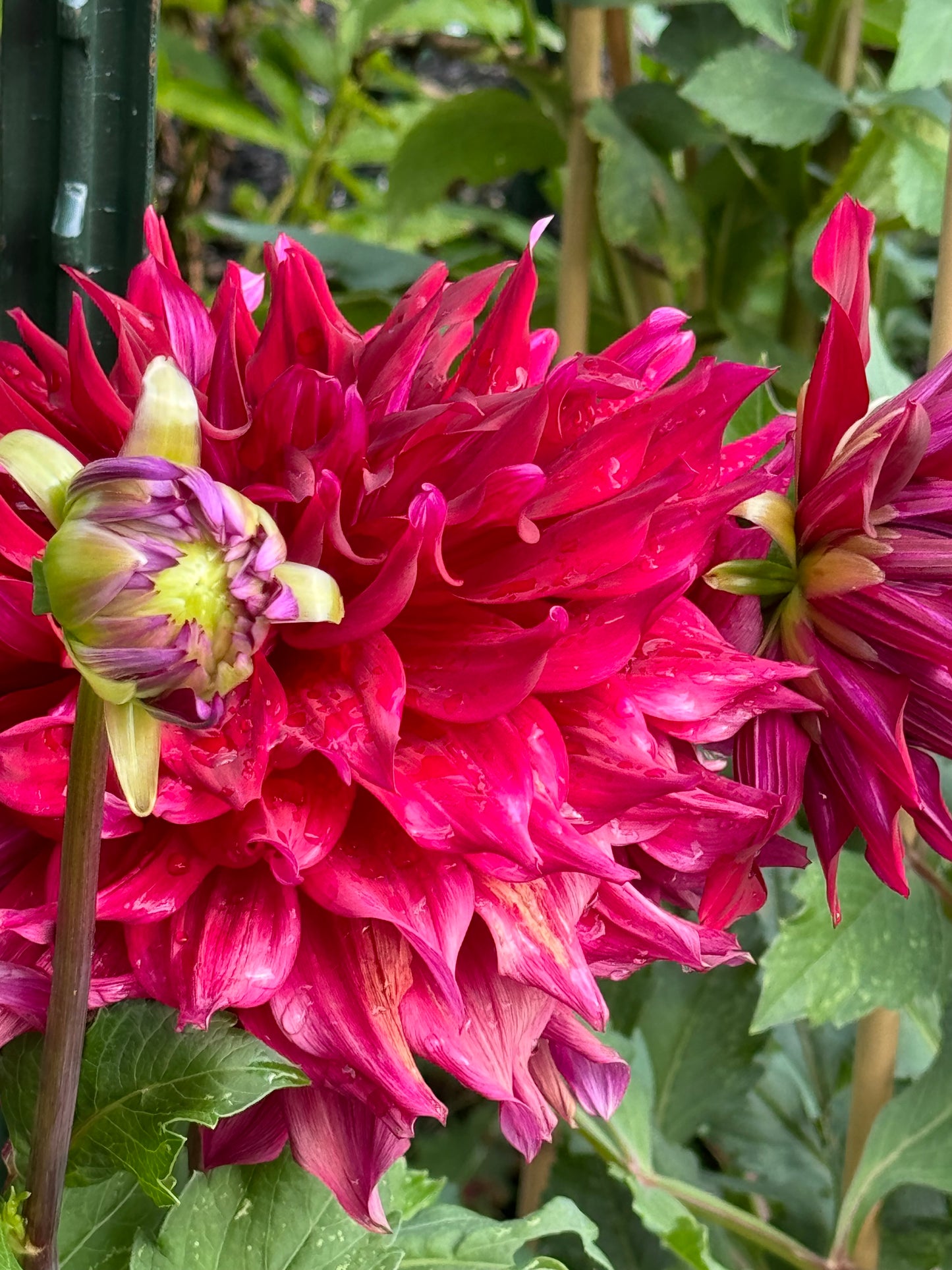 Zorro Dahlia