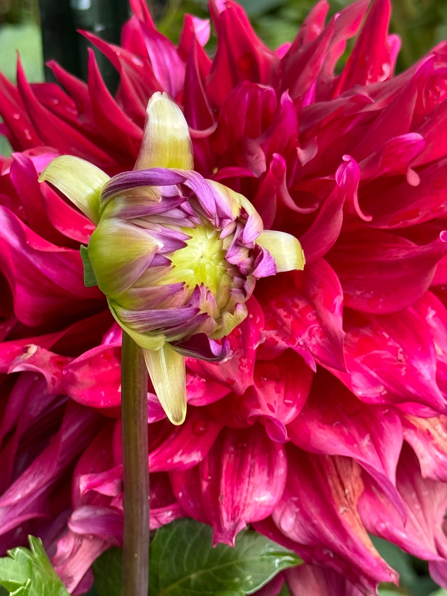 Zorro Dahlia