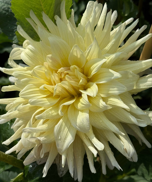 AC Moonwalk Dahlia