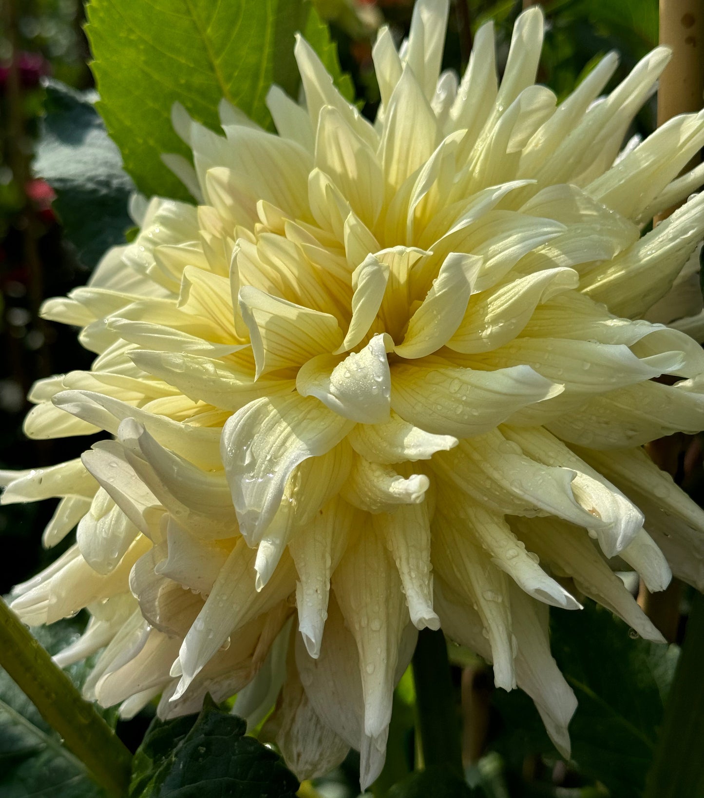 AC Moonwalk Dahlia