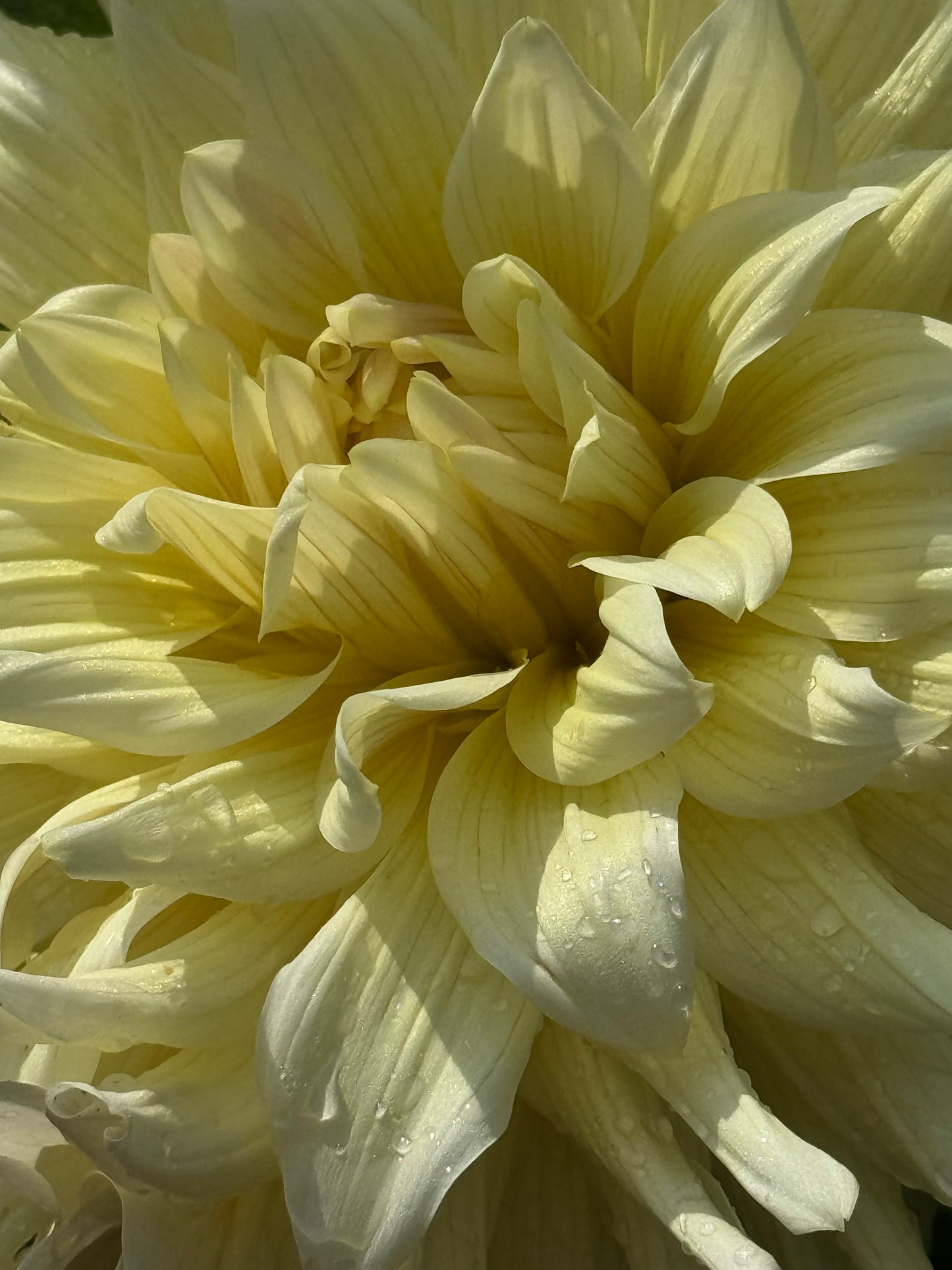 AC Moonwalk Dahlia