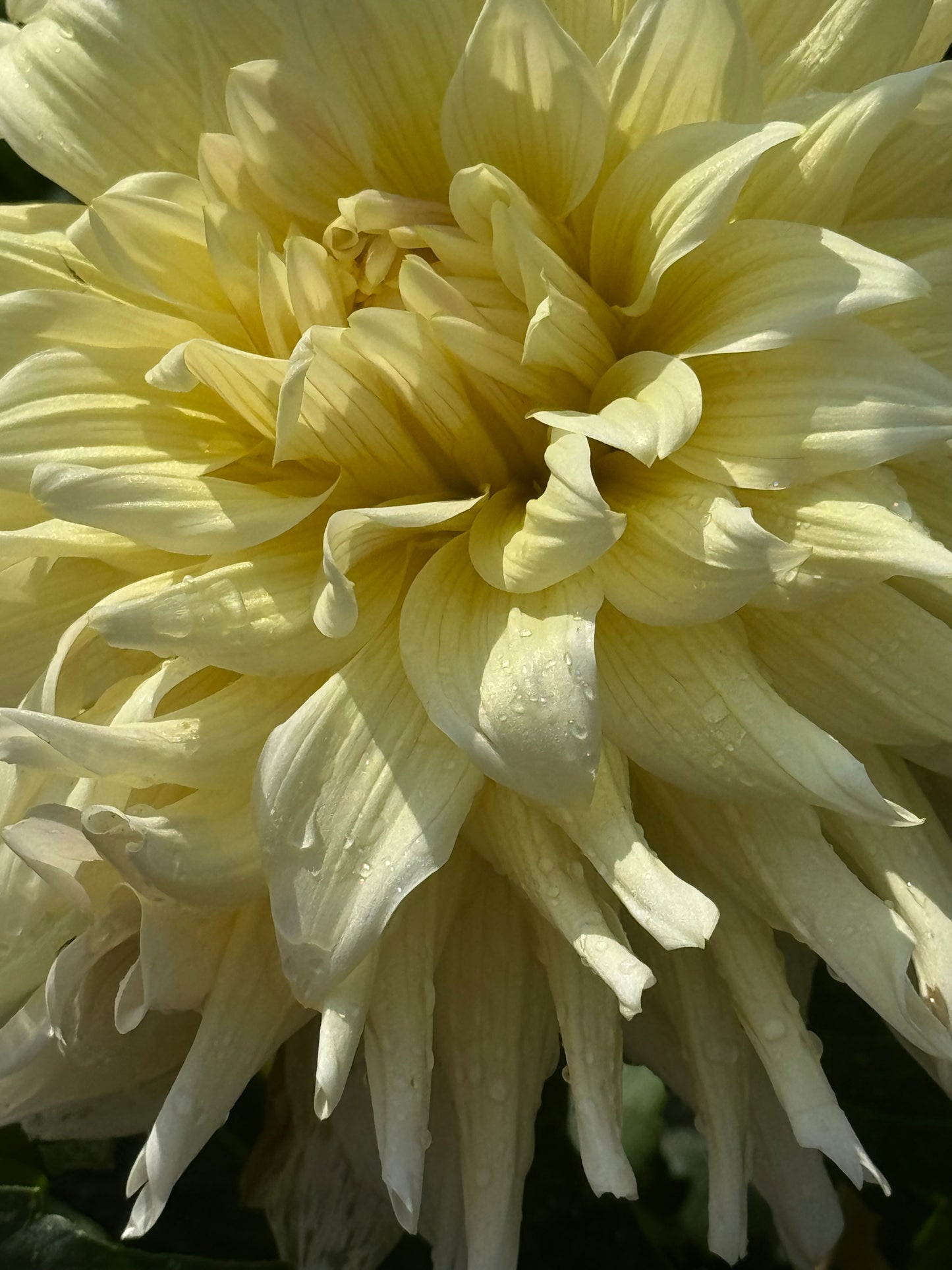 AC Moonwalk Dahlia