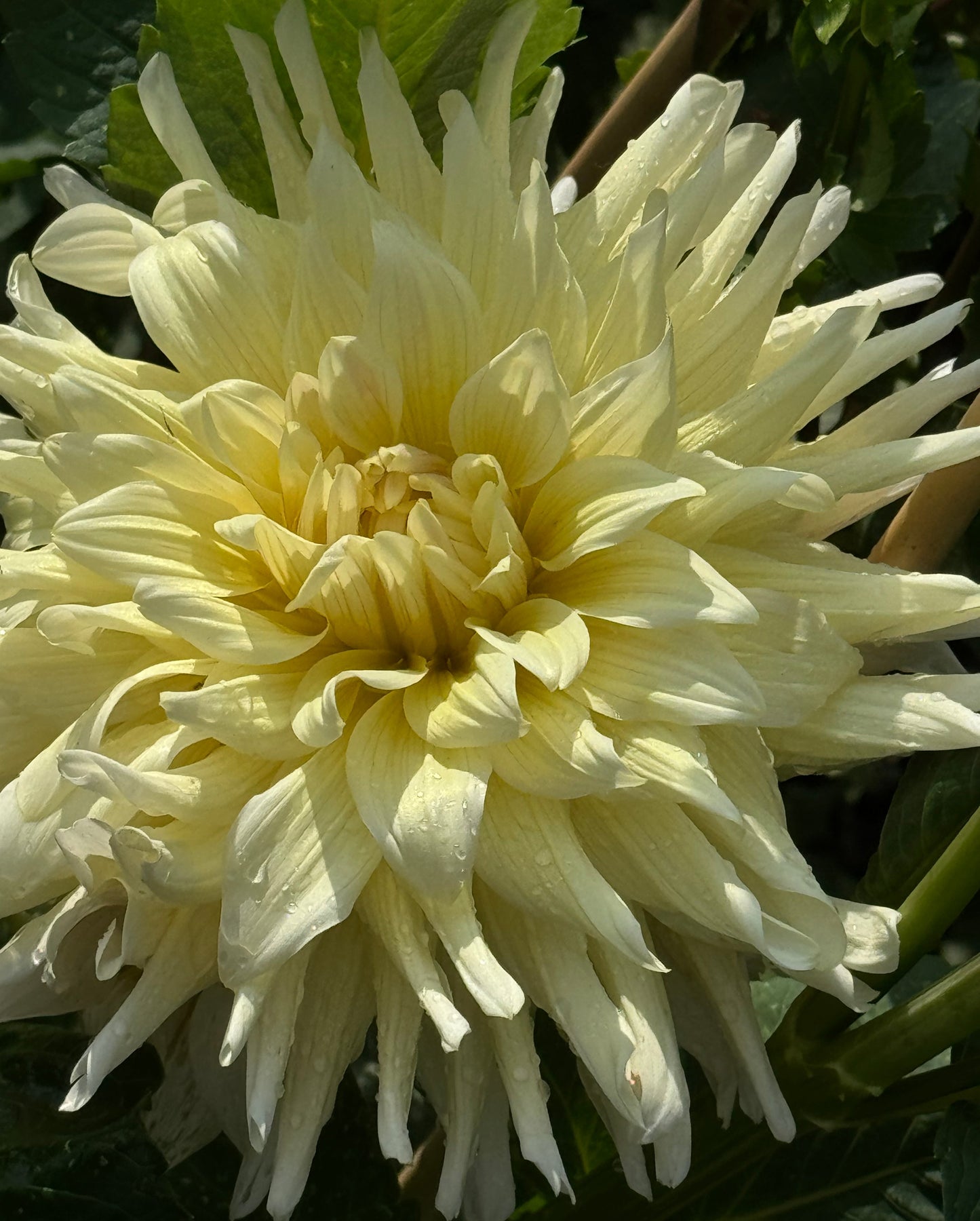 AC Moonwalk Dahlia