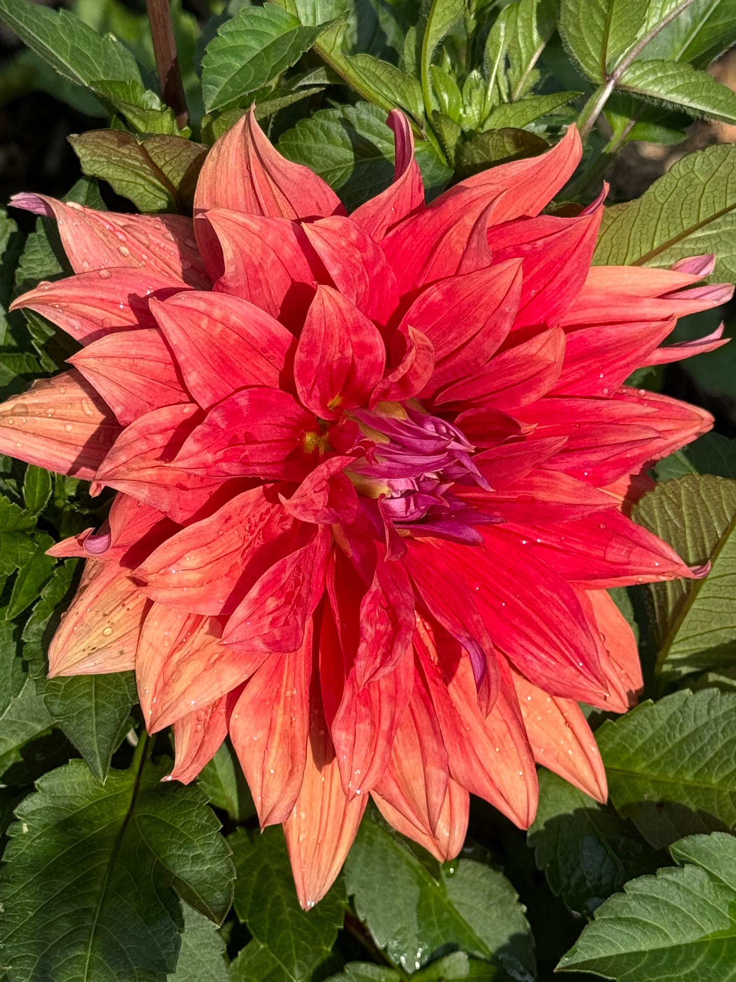 Wyn’s Delta Frank Dahlia