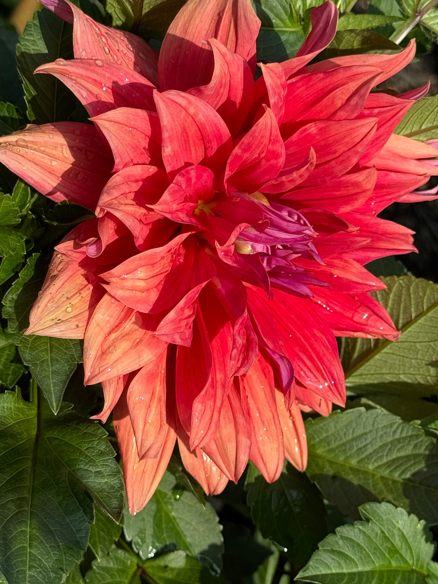 Wyn’s Delta Frank Dahlia