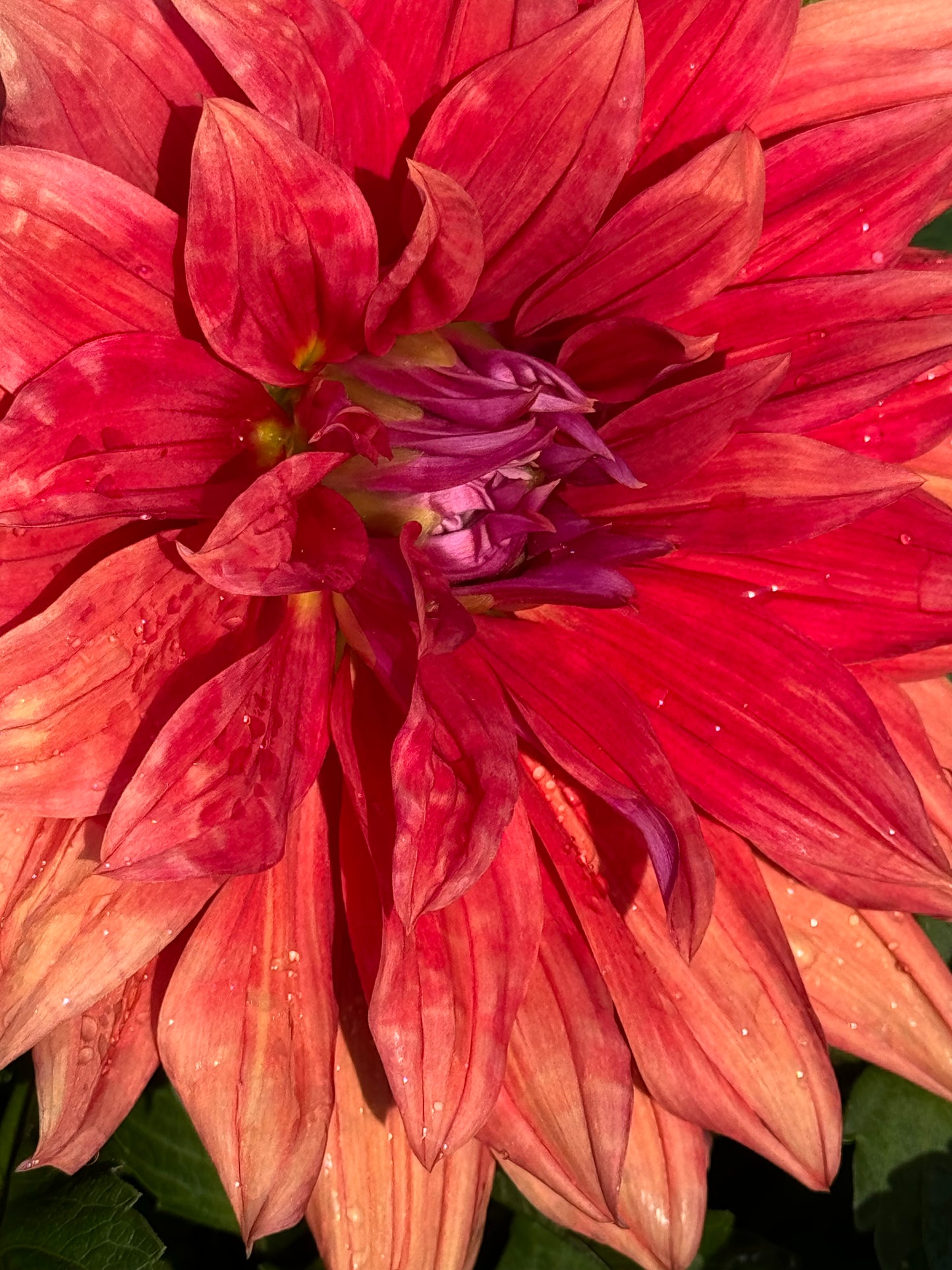 Wyn’s Delta Frank Dahlia