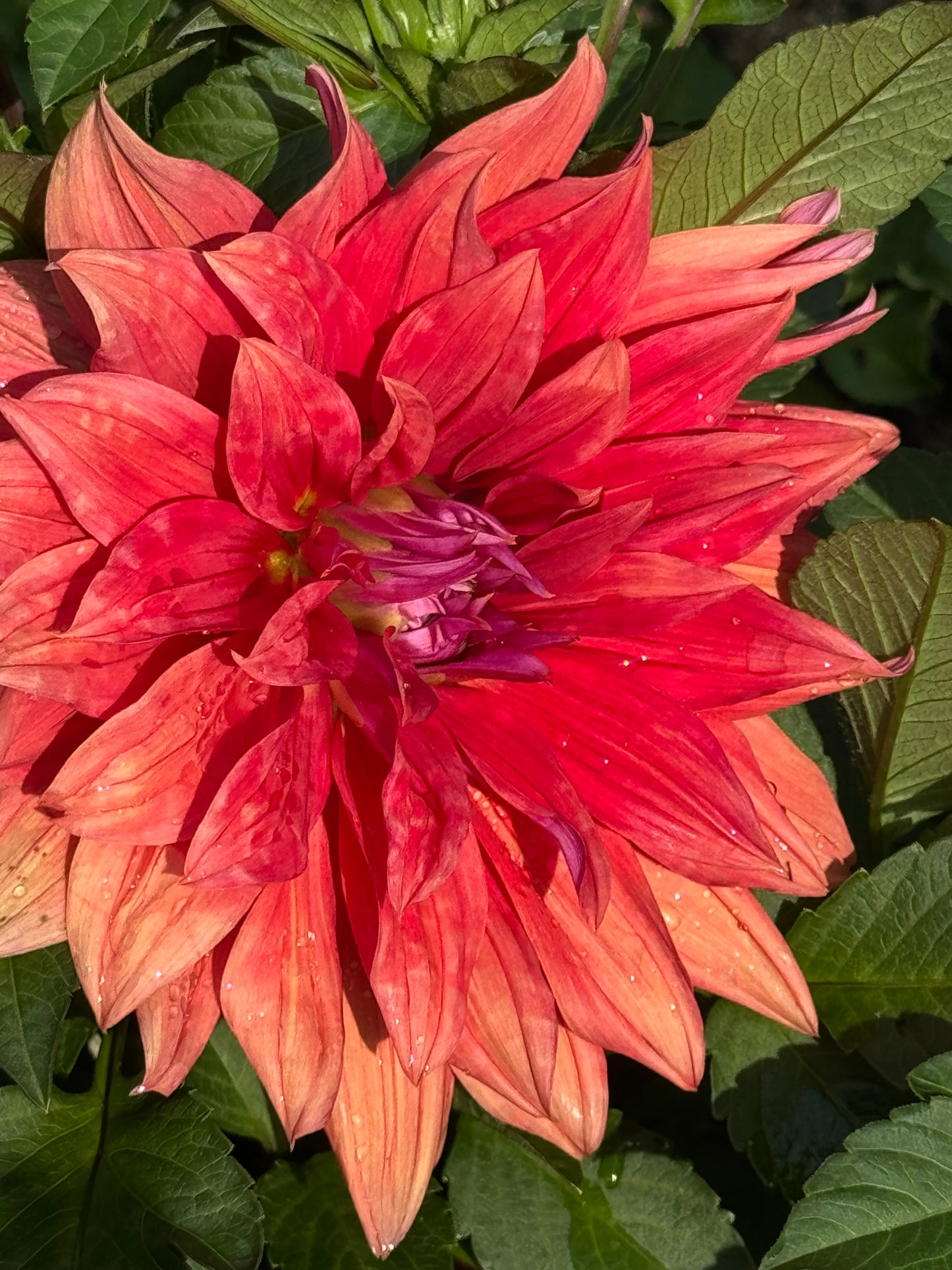 Wyn’s Delta Frank Dahlia