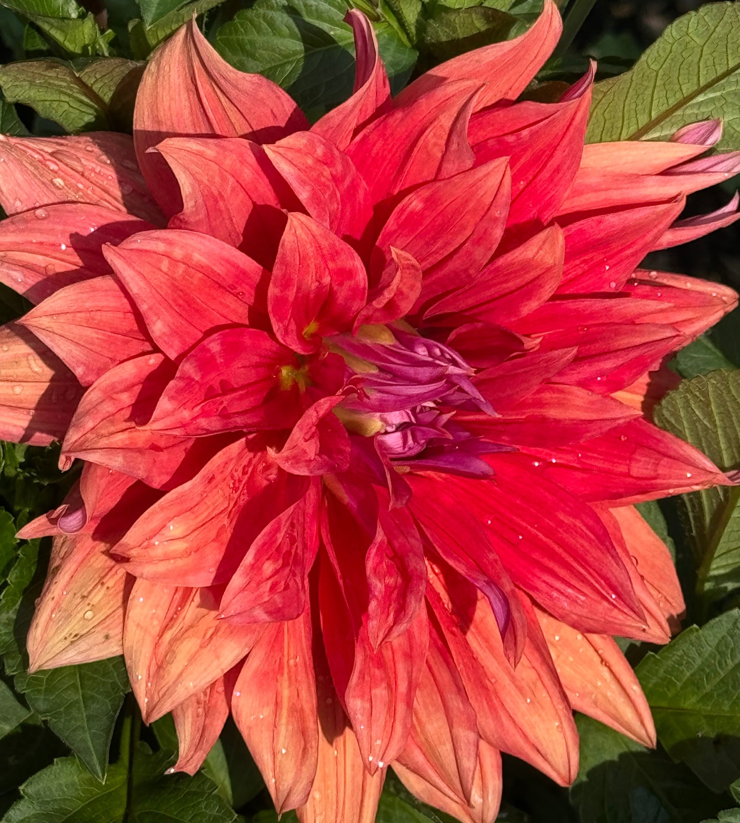 Wyn’s Delta Frank Dahlia