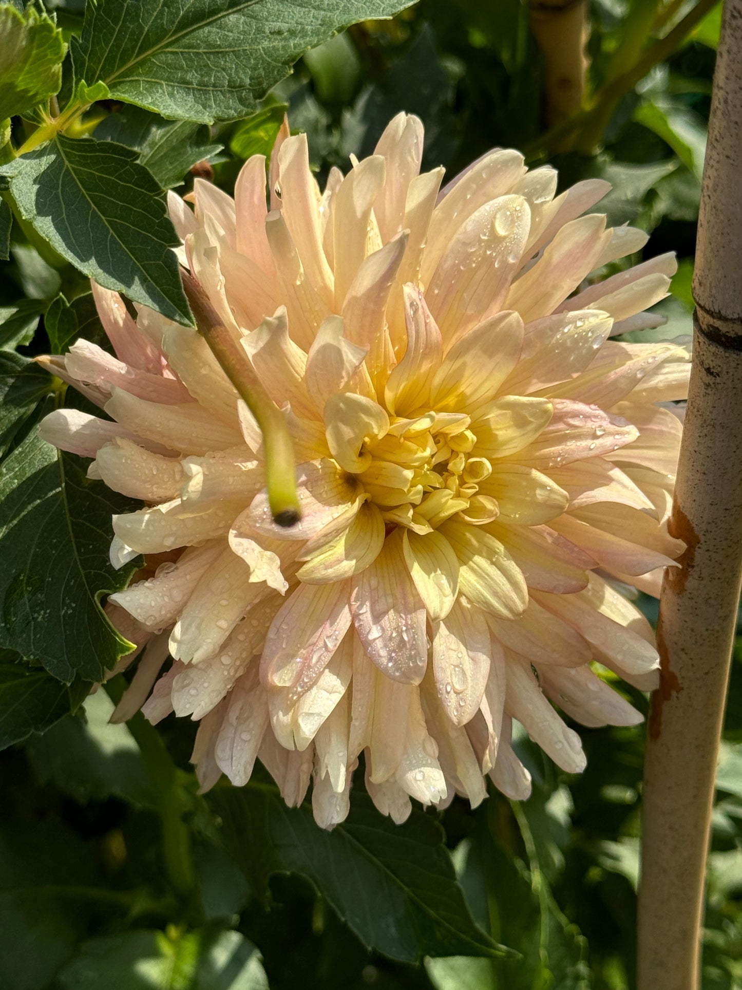 Embrace Dahlia