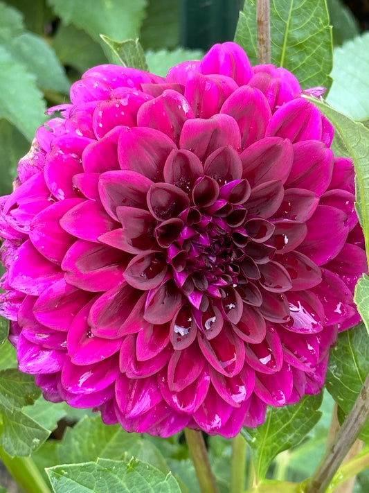 Violetta Dahlia