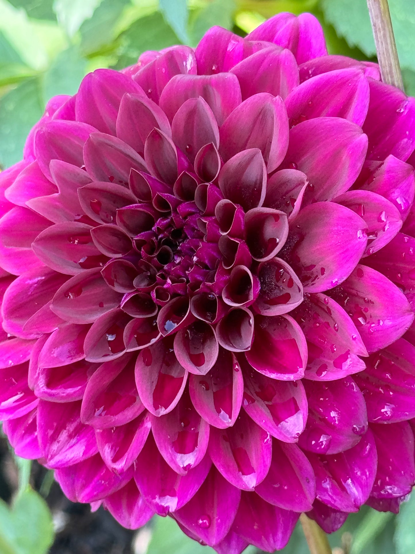 Violetta Dahlia