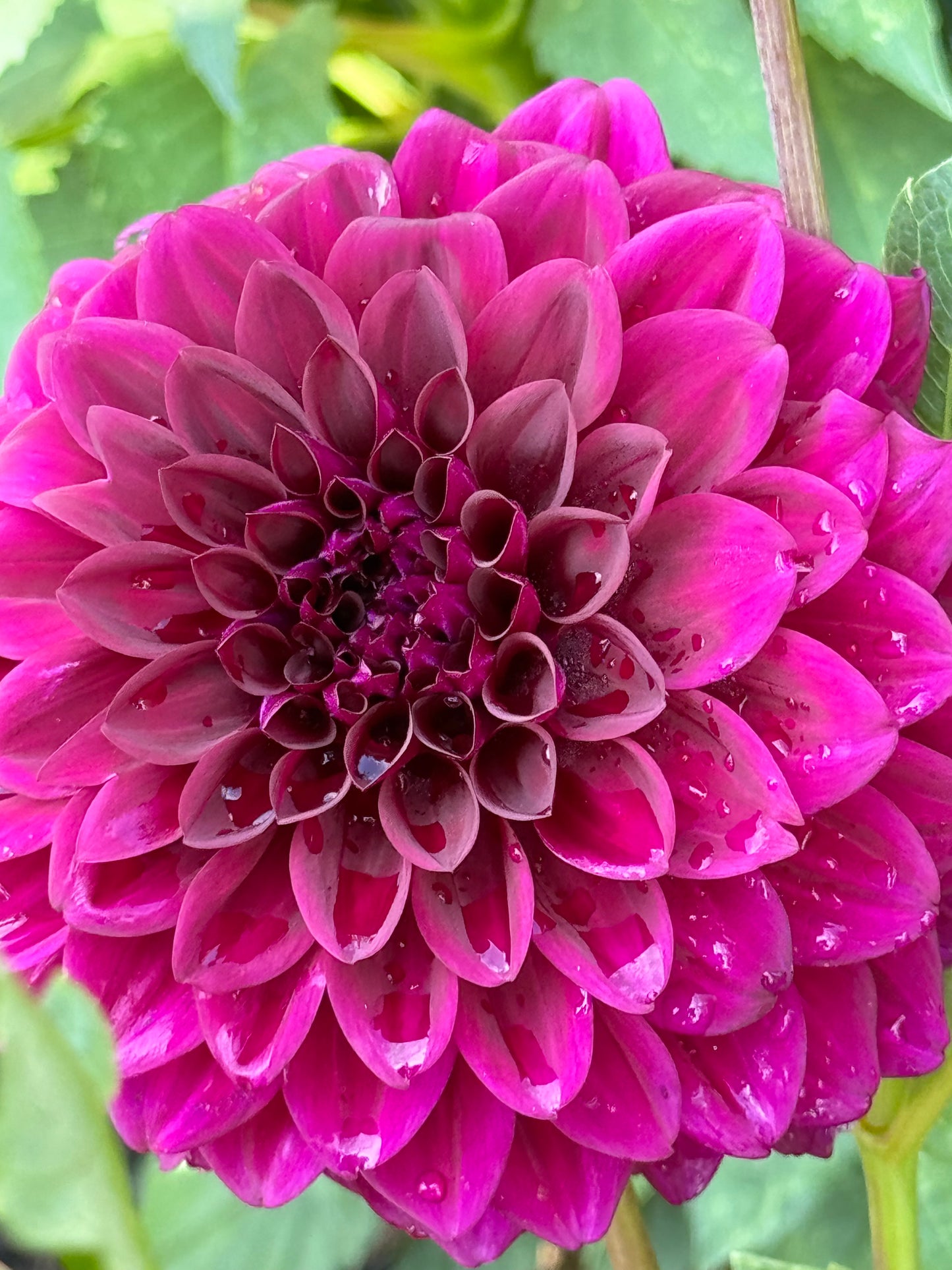 Violetta Dahlia