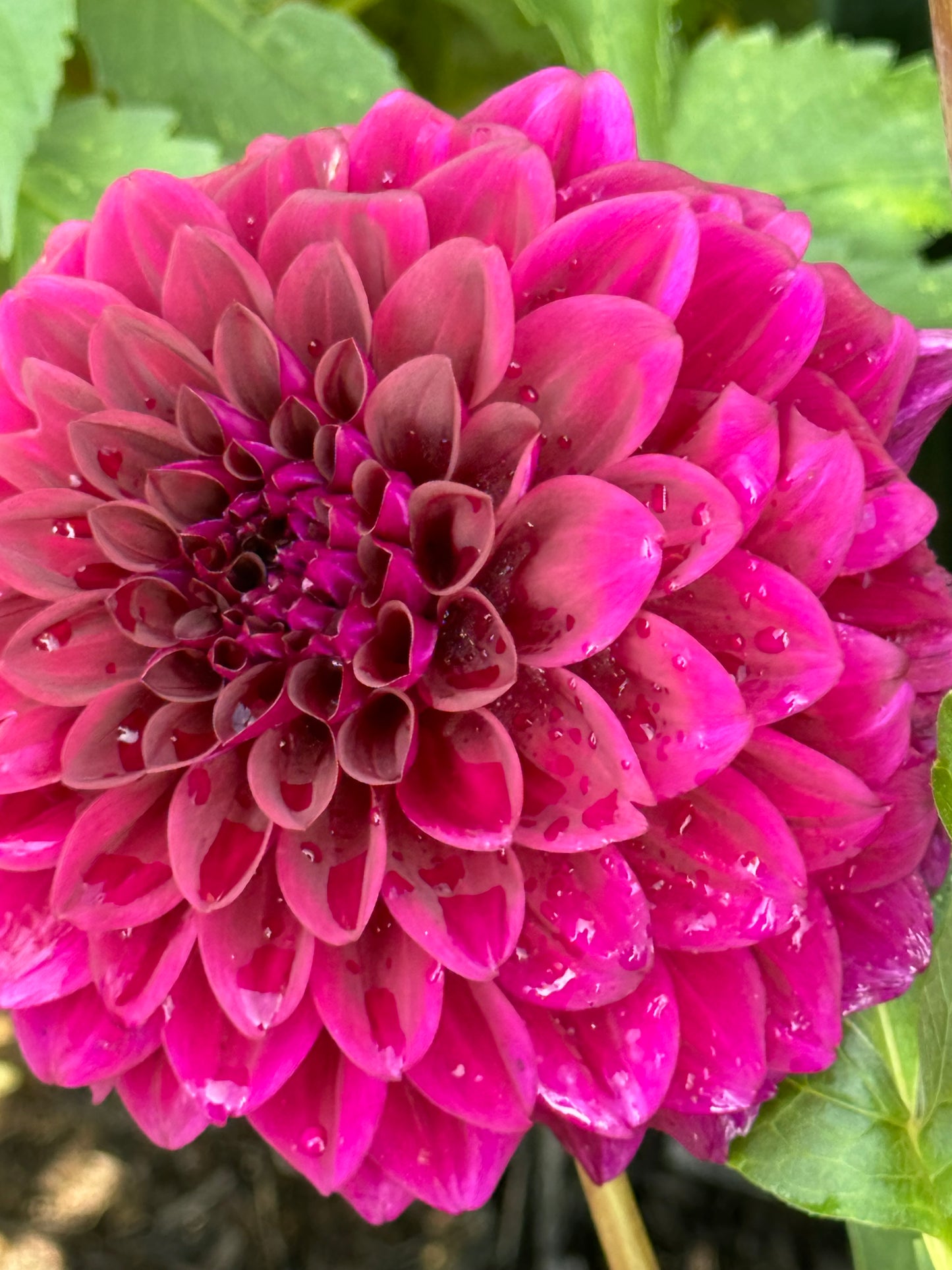 Violetta Dahlia