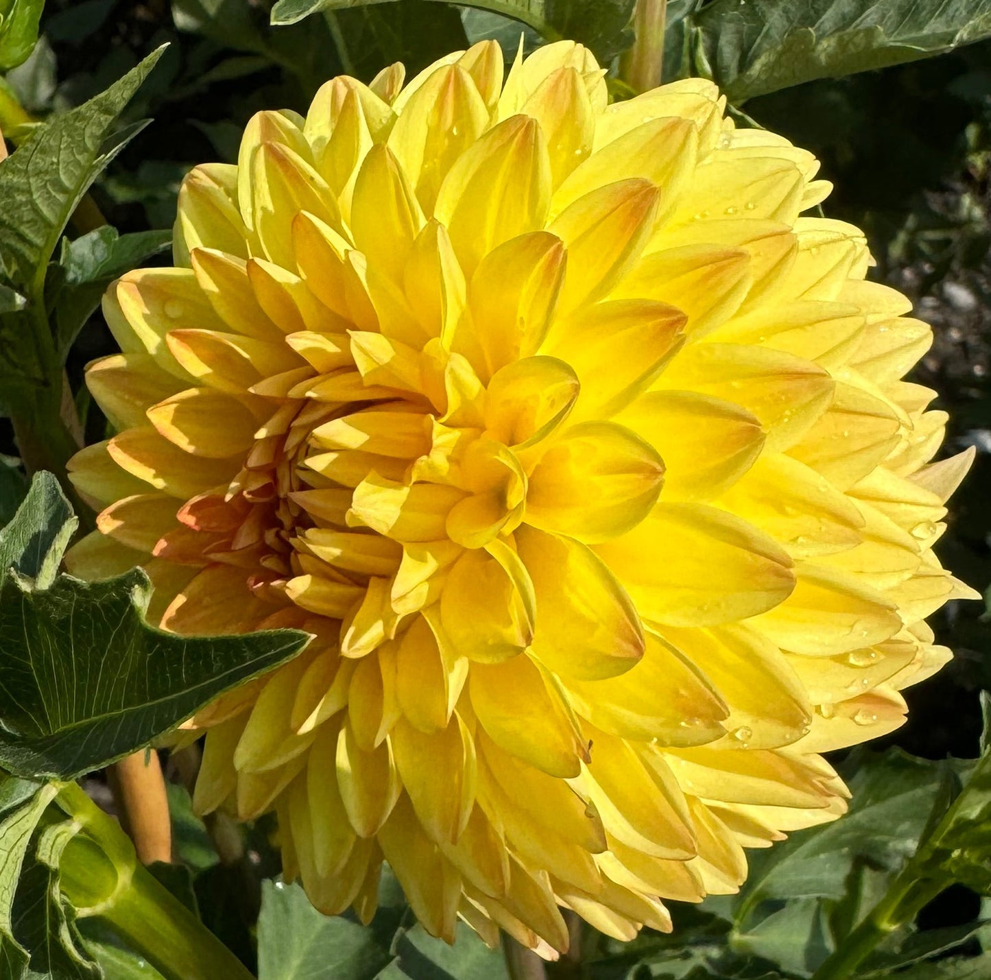 Tahoma April Dahlia