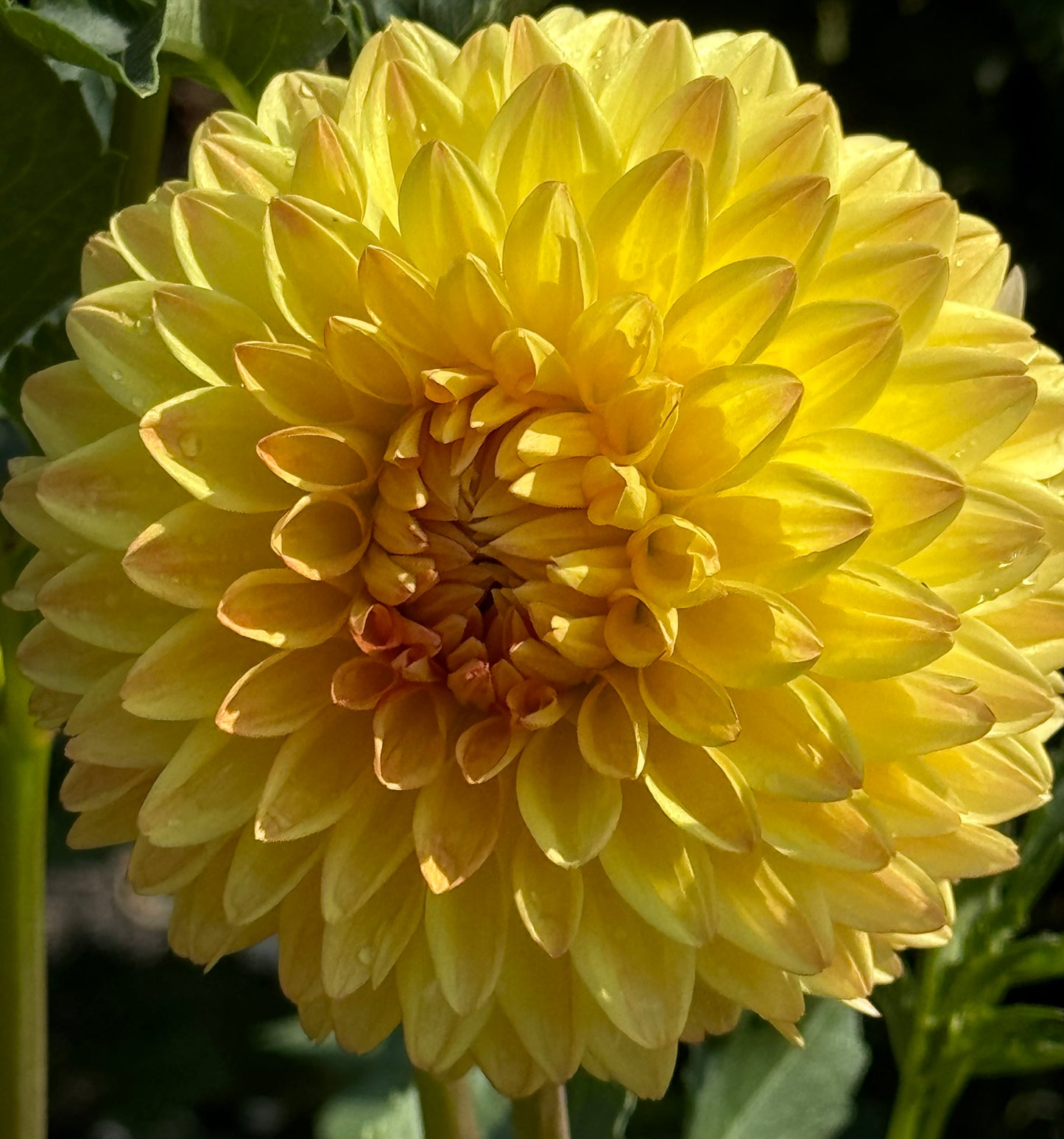 Tahoma April Dahlia