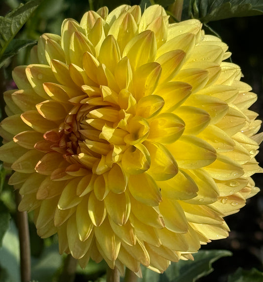 Tahoma April Dahlia