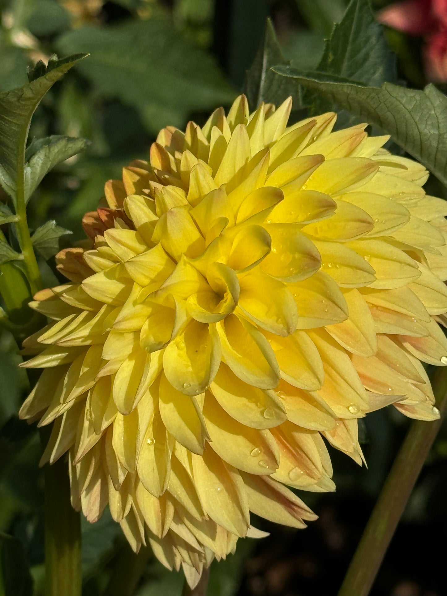 Tahoma April Dahlia