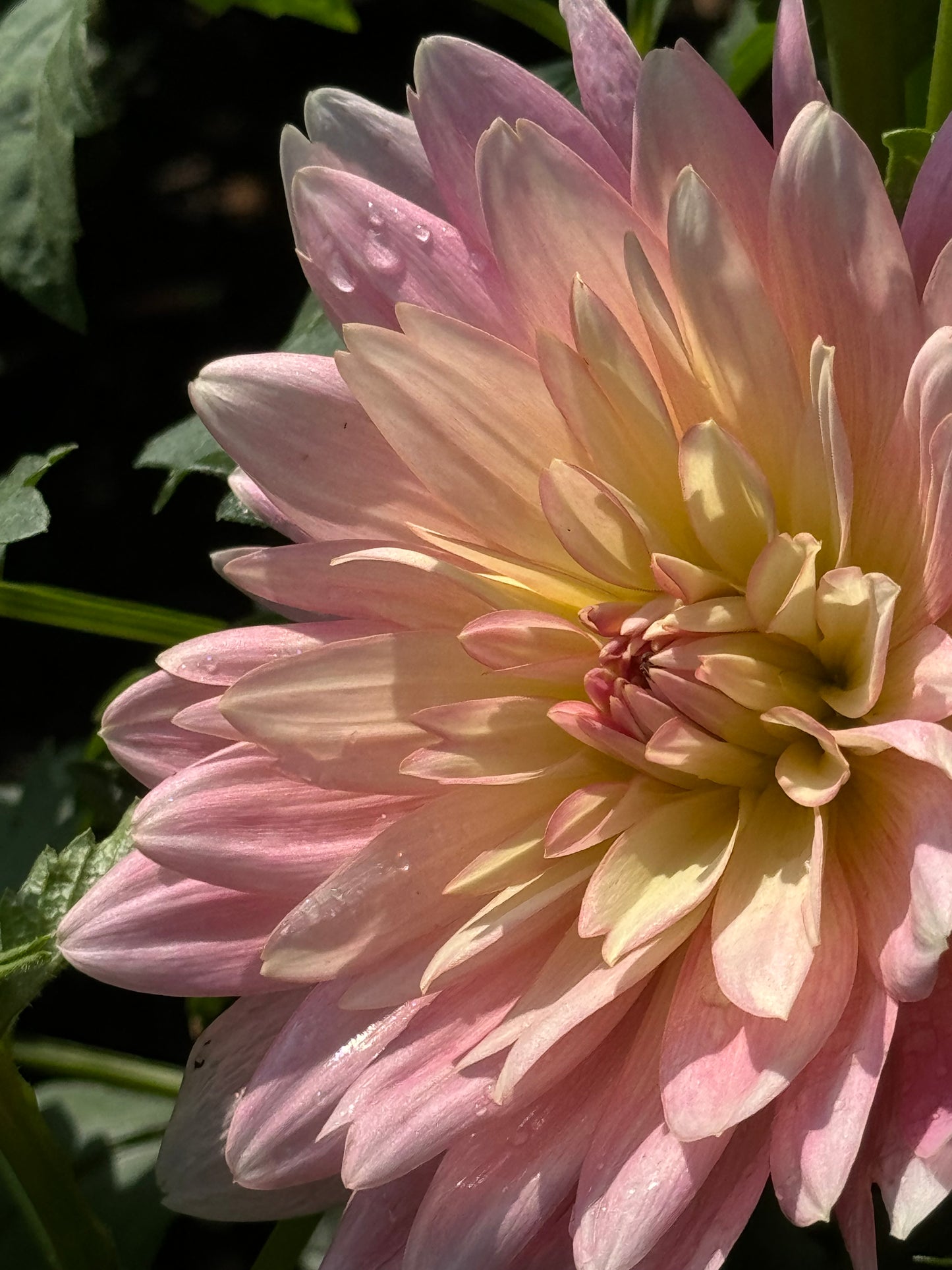 Apricot Desire Dahlia