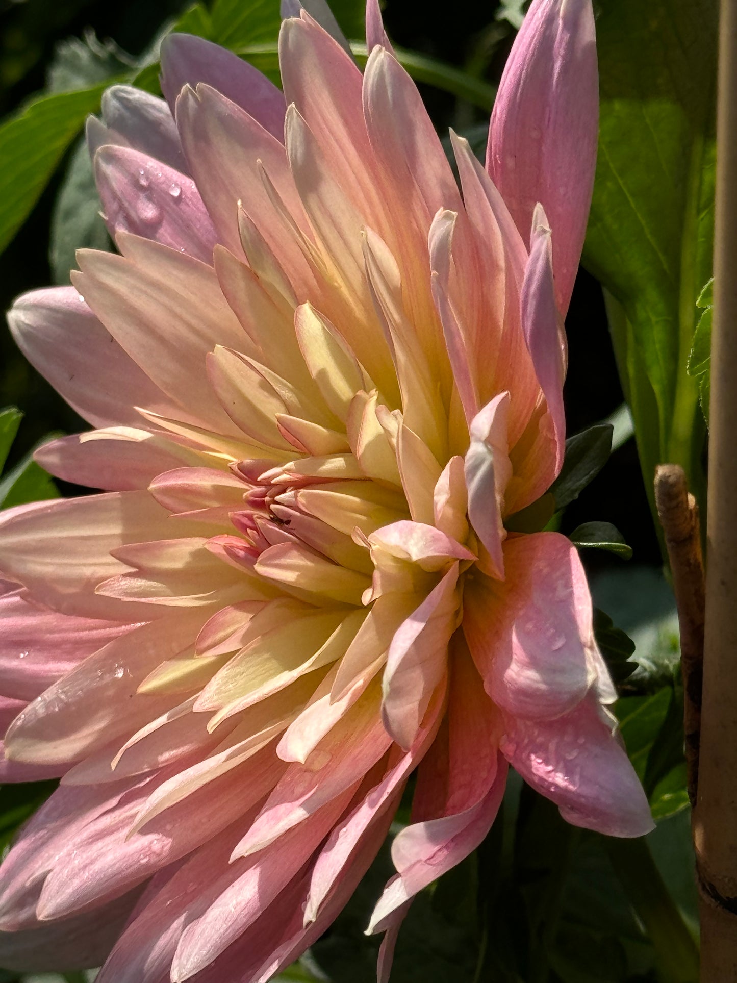 Apricot Desire Dahlia