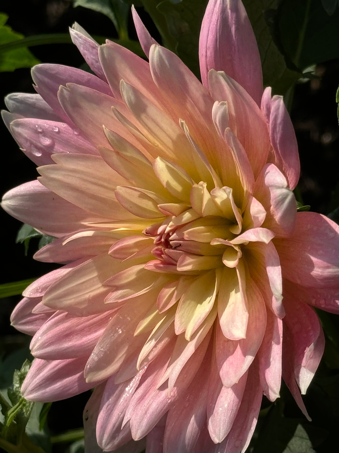 Apricot Desire Dahlia