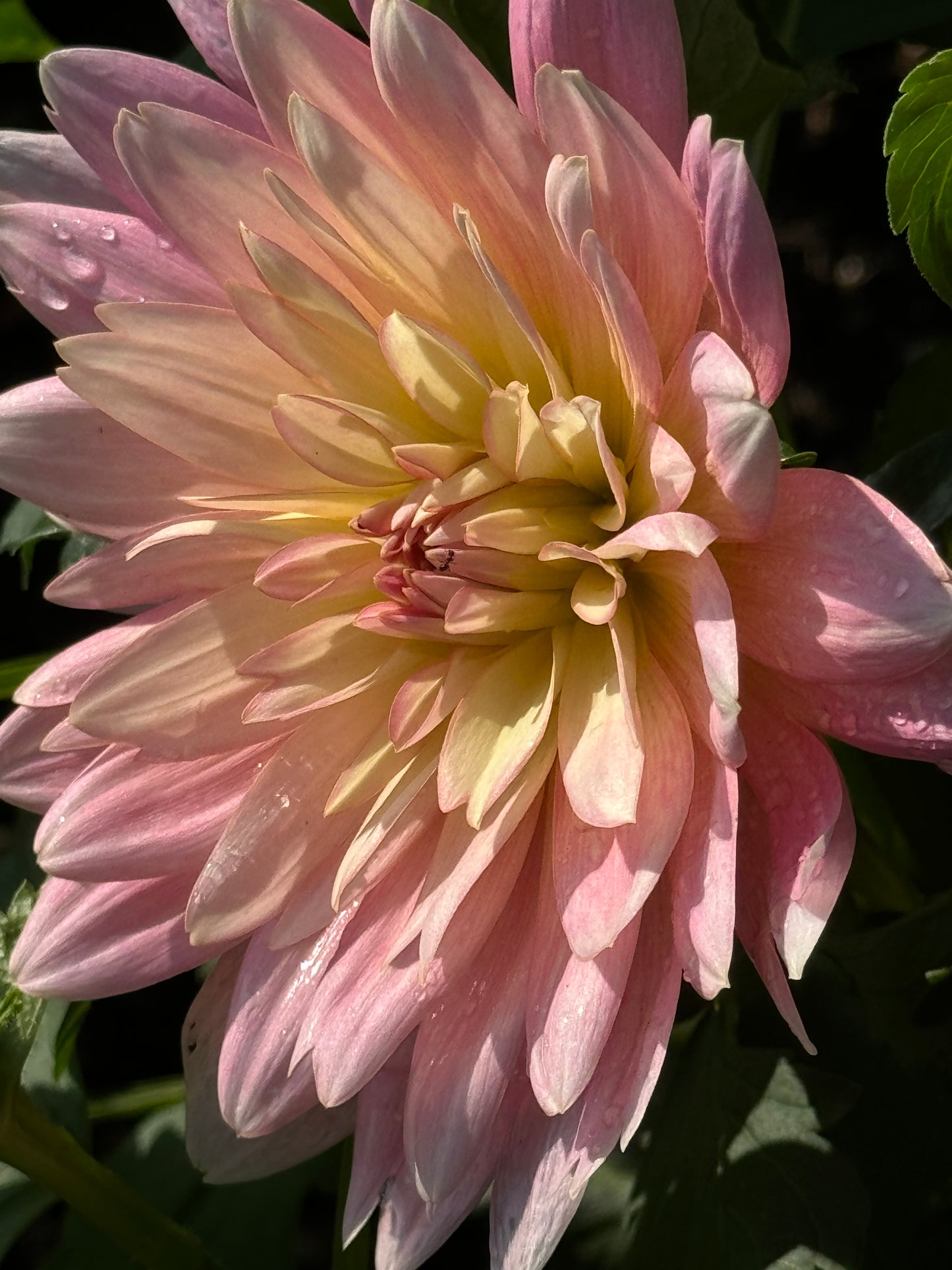 Apricot Desire Dahlia