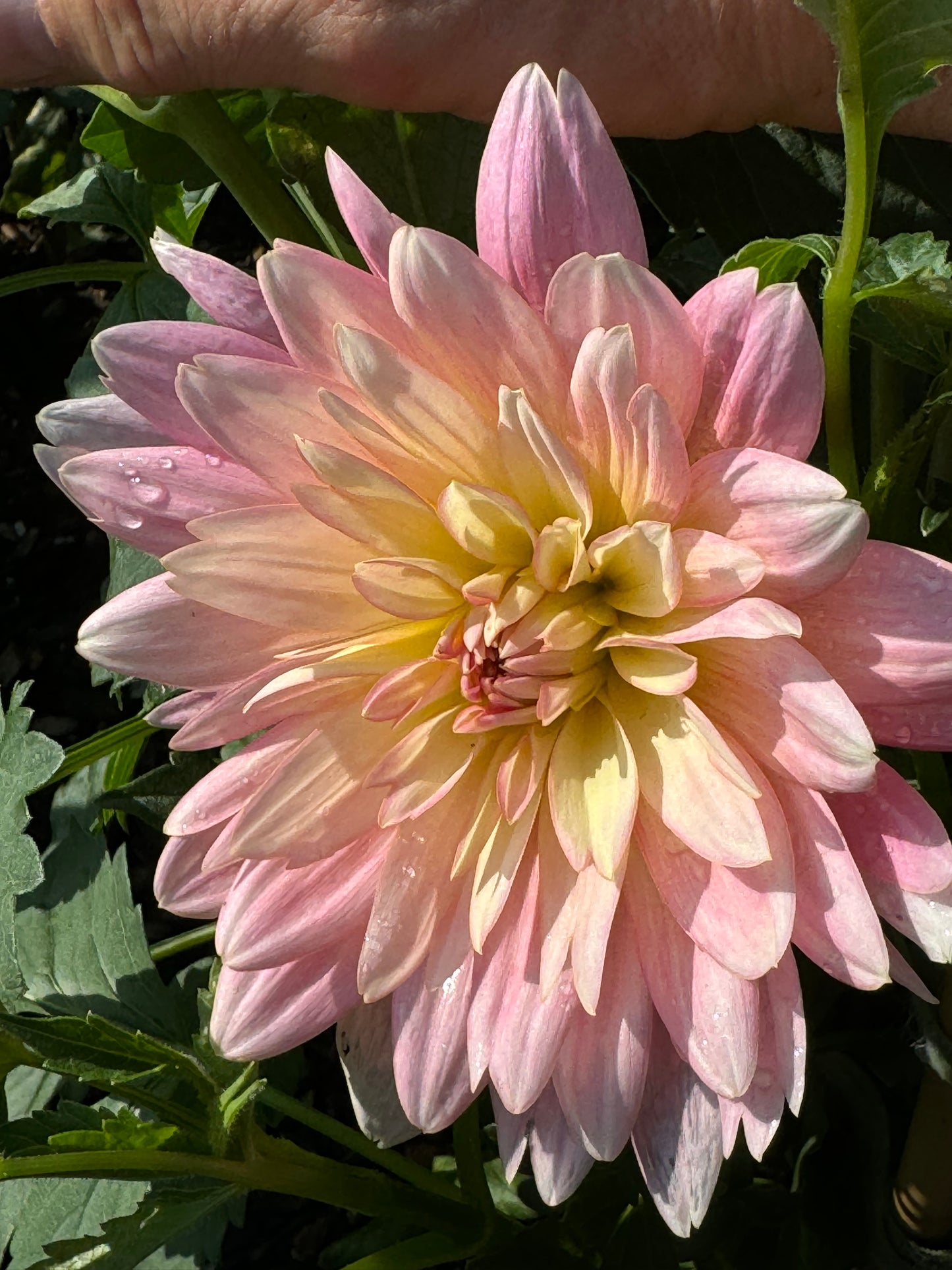 Apricot Desire Dahlia