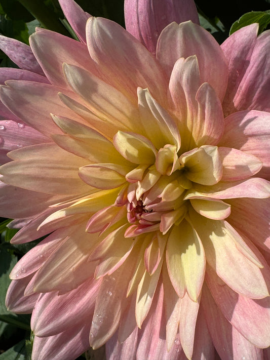 Apricot Desire Dahlia