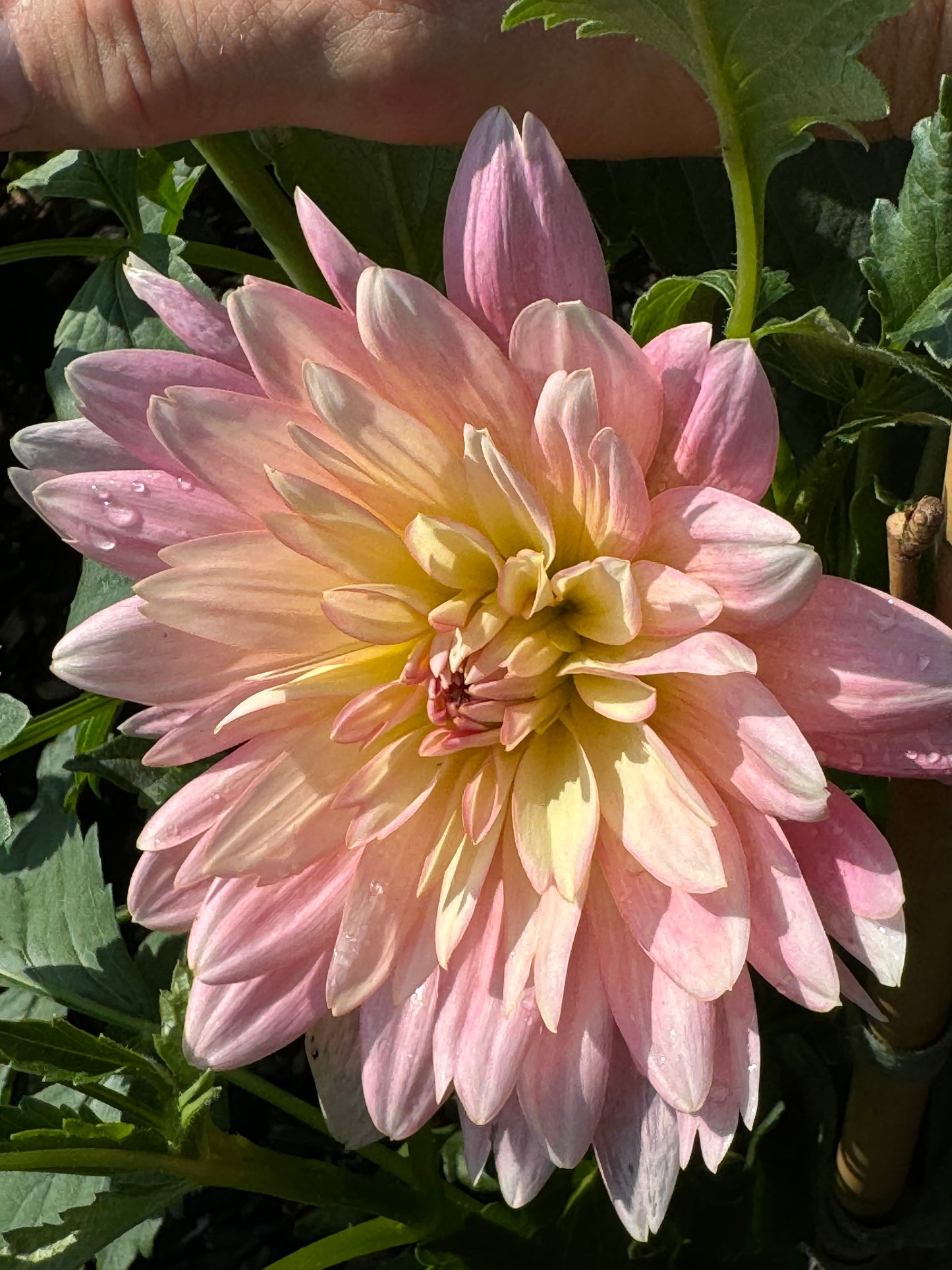 Apricot Desire Dahlia