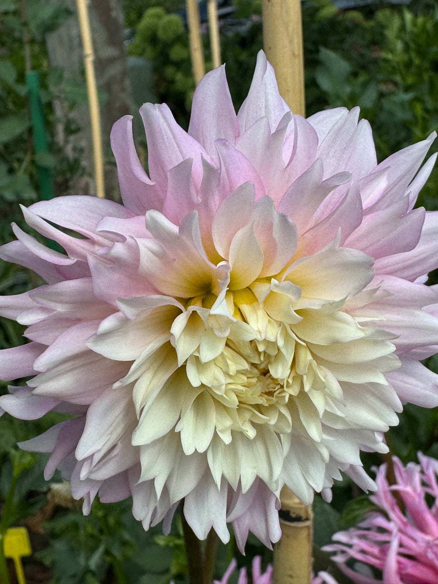 Chilson’s Pride Dahlia