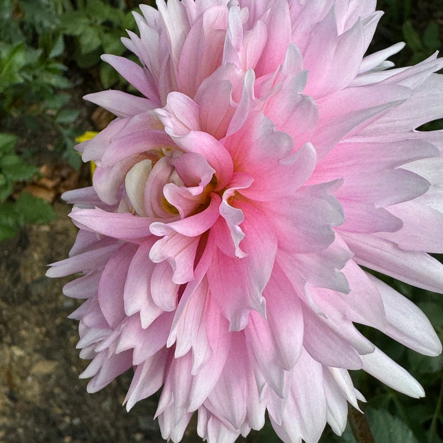 Chilson’s Pride Dahlia