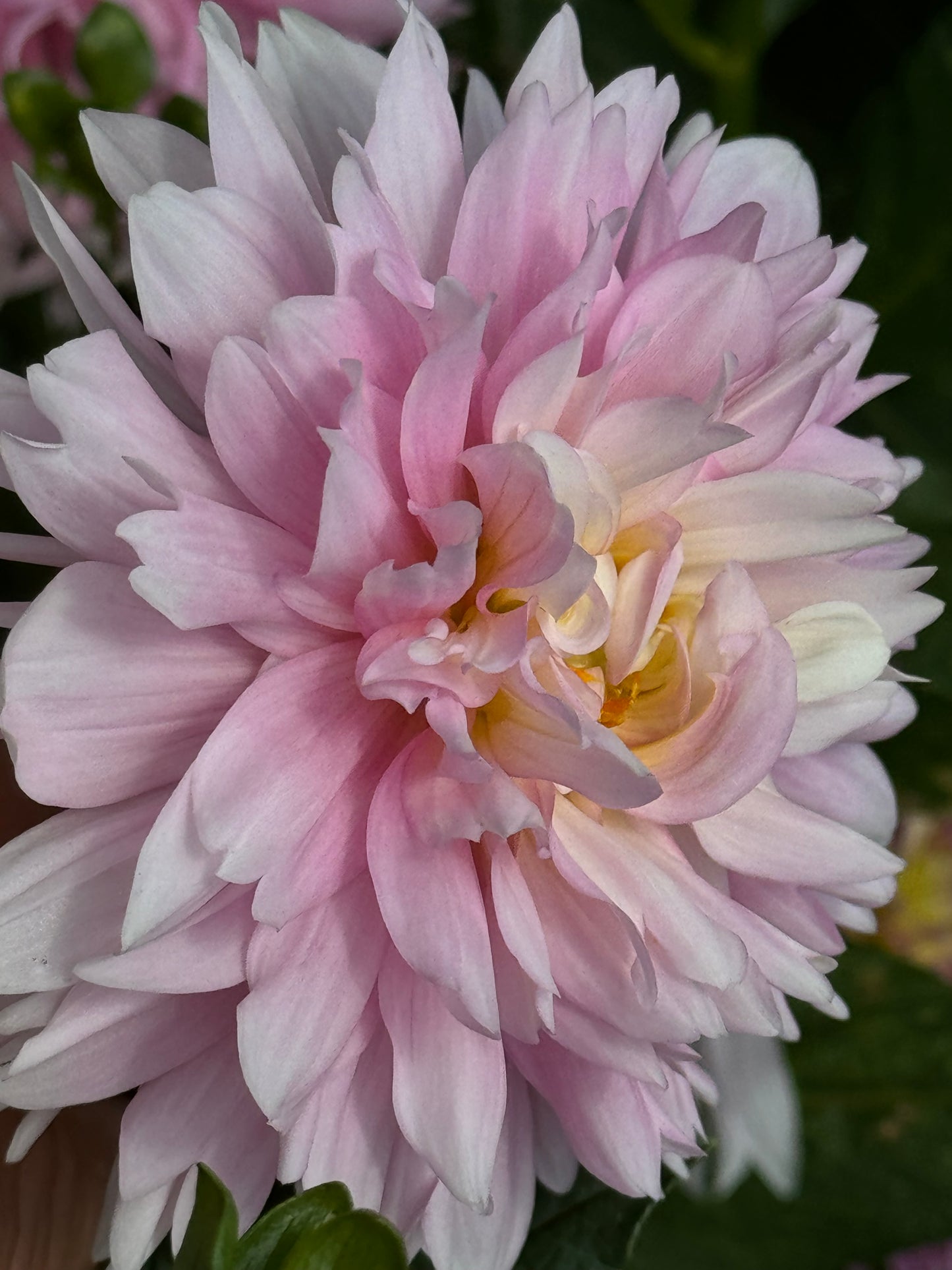 Chilson’s Pride Dahlia