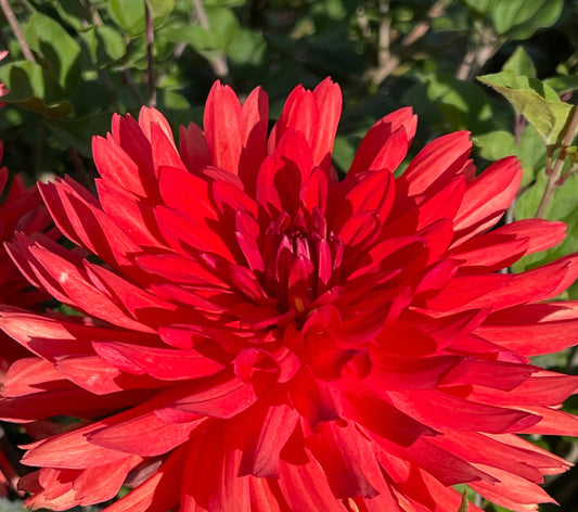 River’s Neon Jack Dahlia