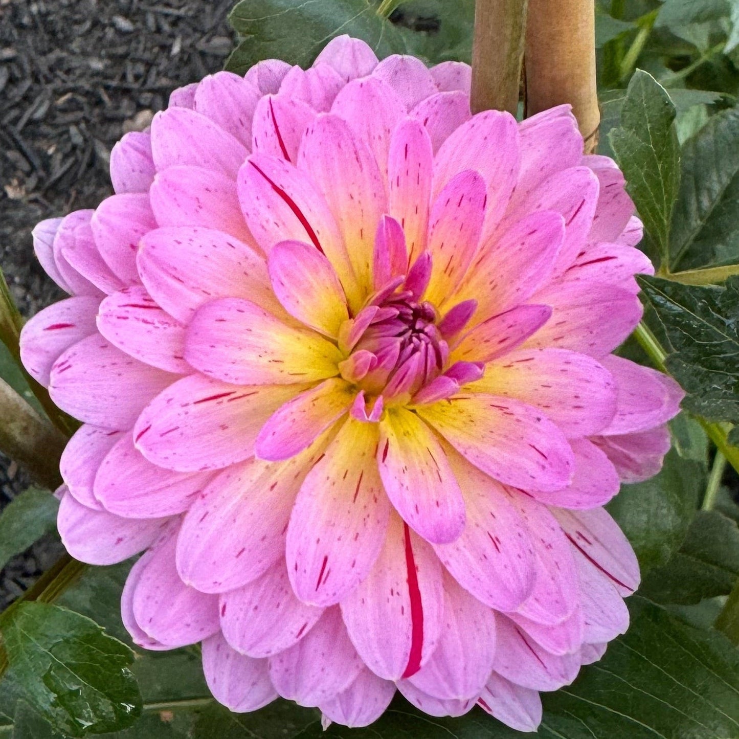 Tropical Dahlia