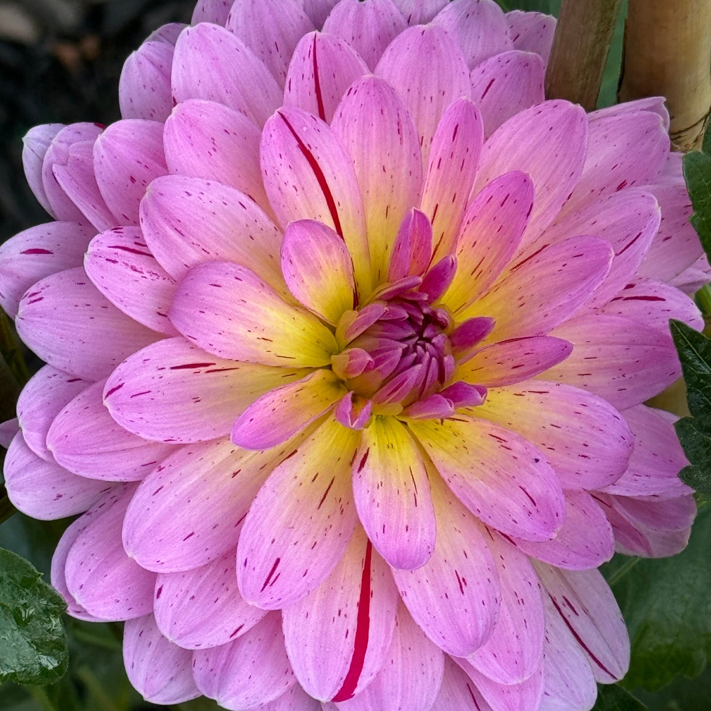 Tropical Dahlia