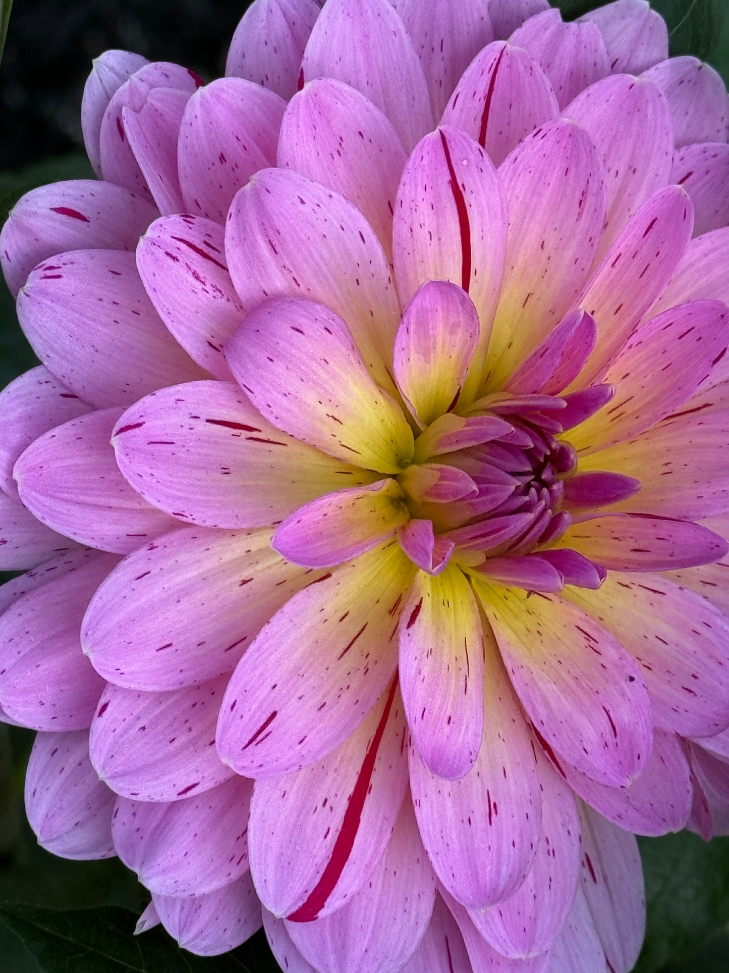 Tropical Dahlia