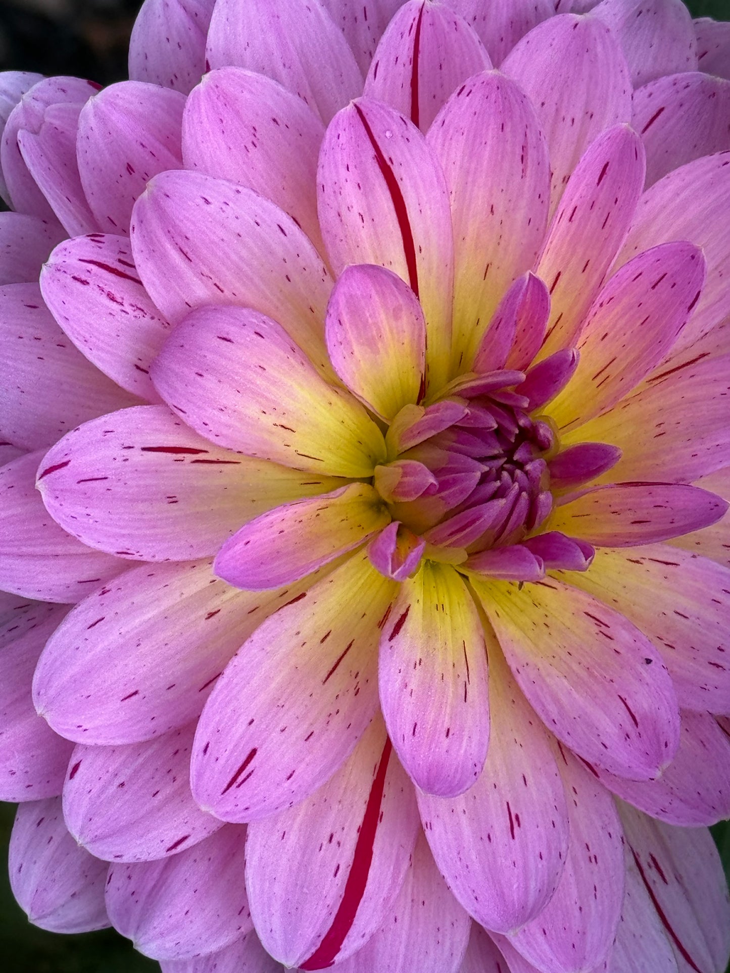 Tropical Dahlia