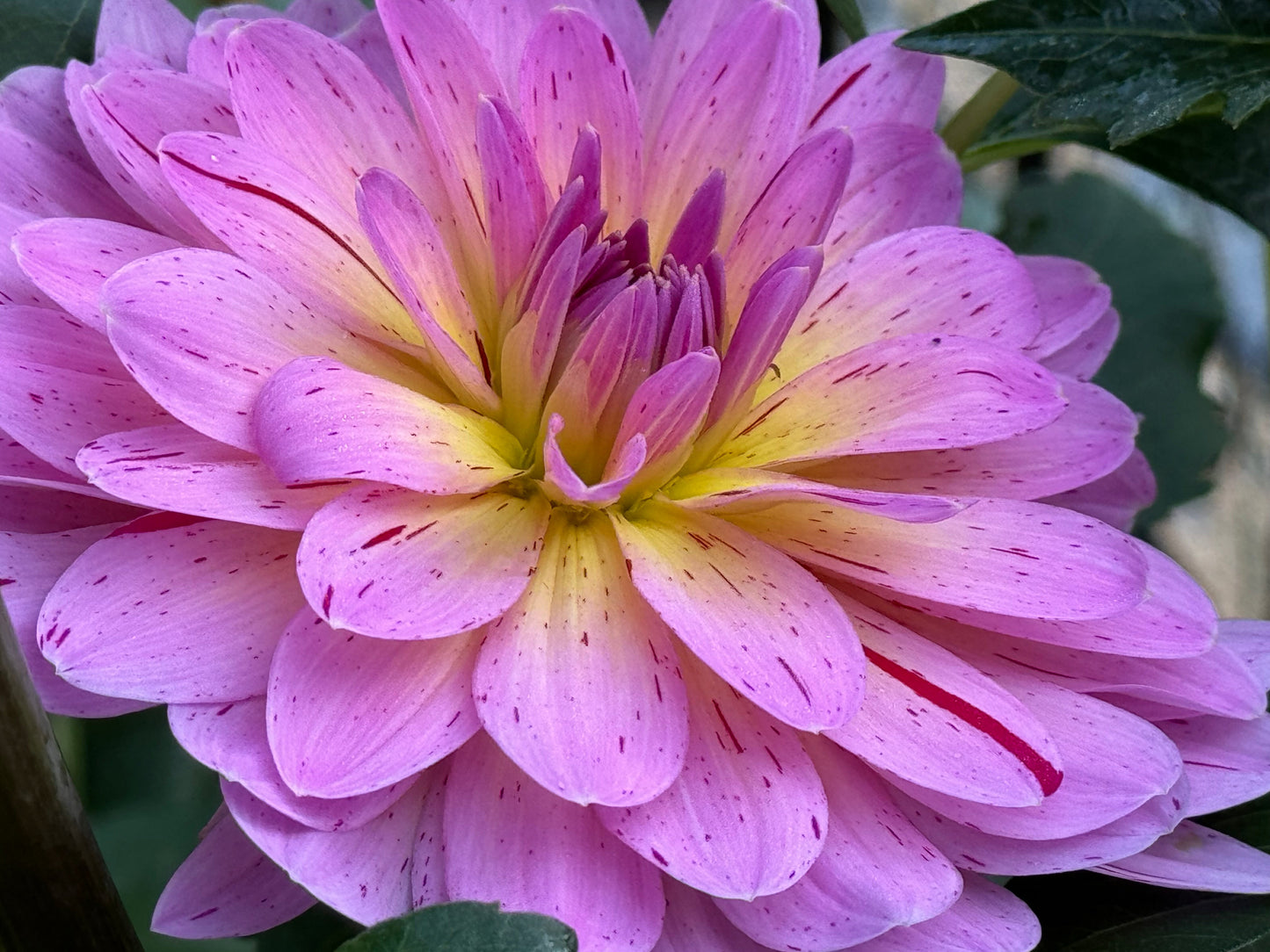 Tropical Dahlia