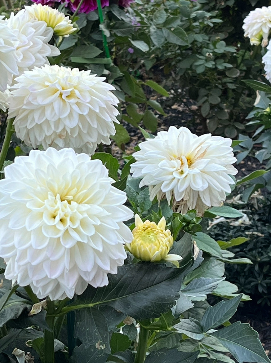 Go Go White Dahlia