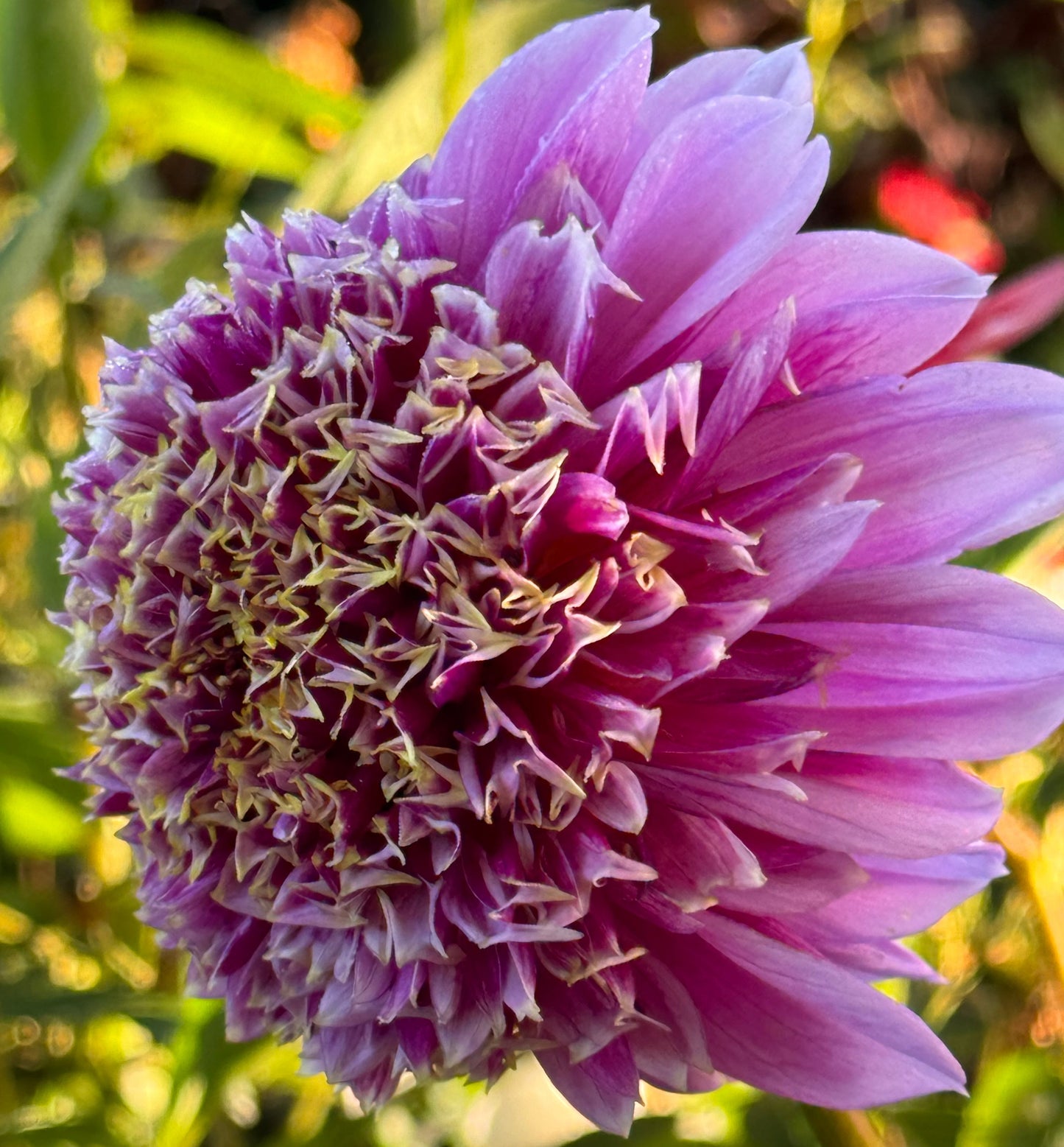 Fenna Baaij Dahlia